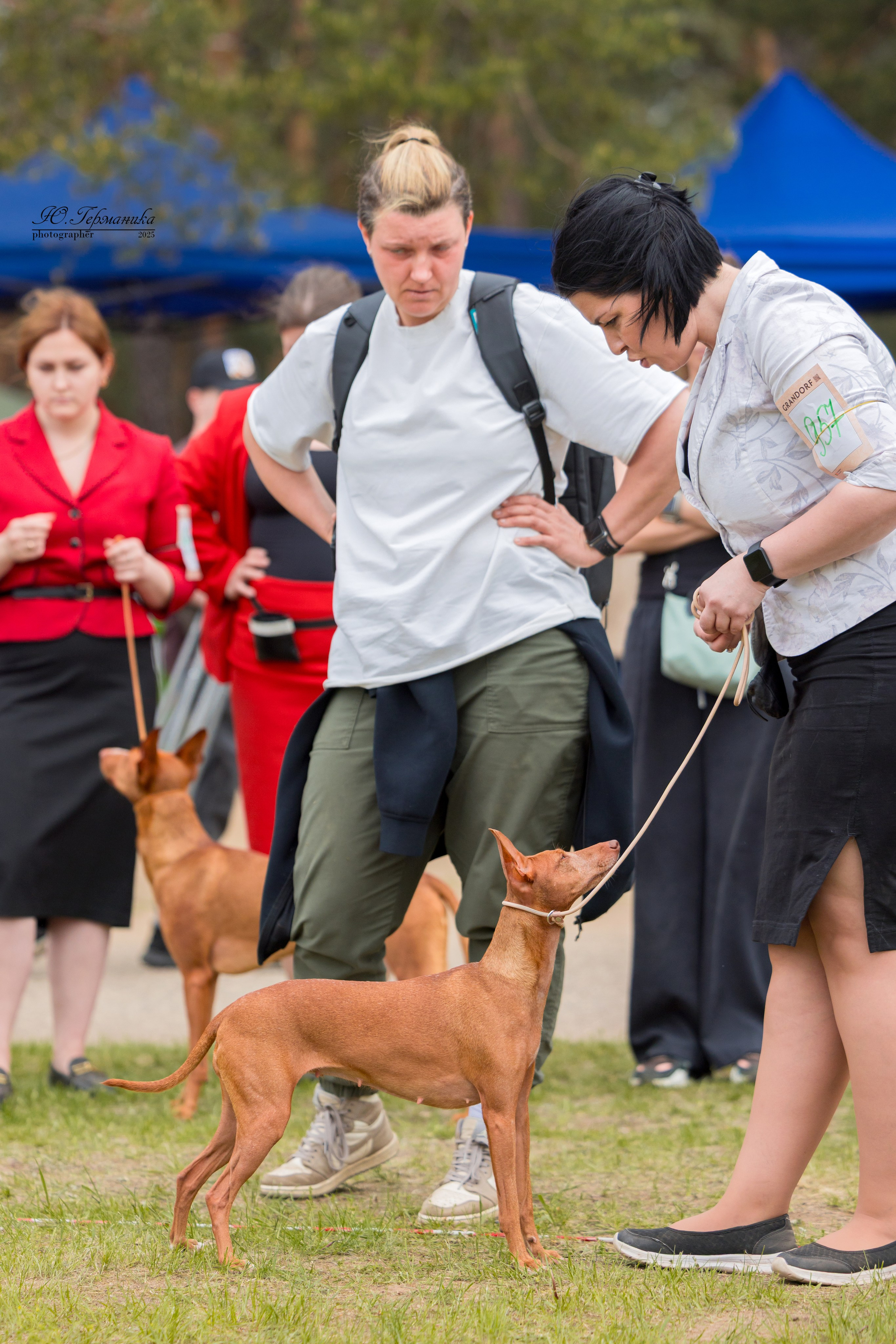 Суздаль(Владимир)17-18.05.2025. Фотограф-анималист Юлия Германика