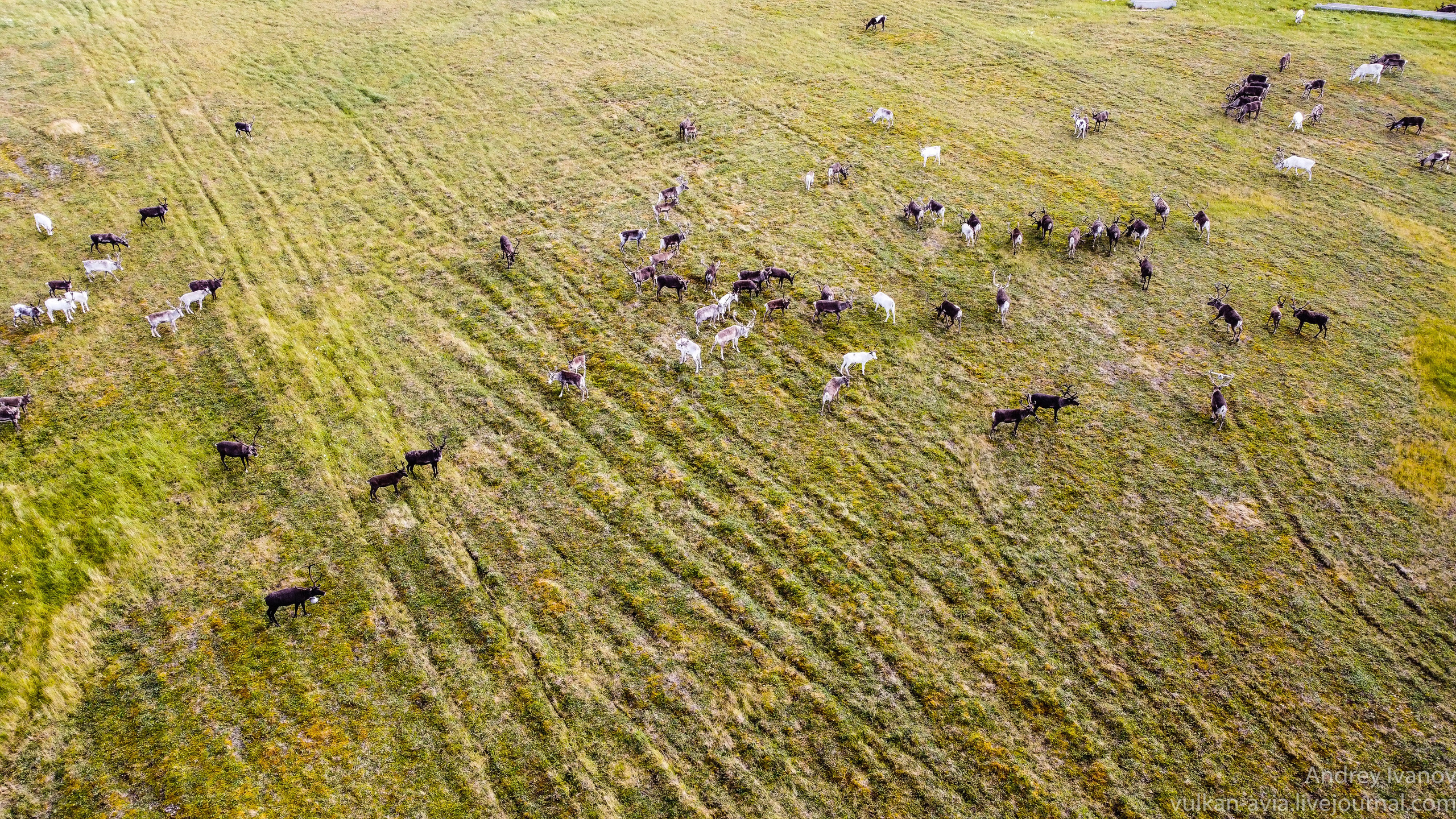 Амдерма — наука (2020 г.). Фотоальбом показывающий увлекательный мир авиации и мир медведей Андрея Иванова