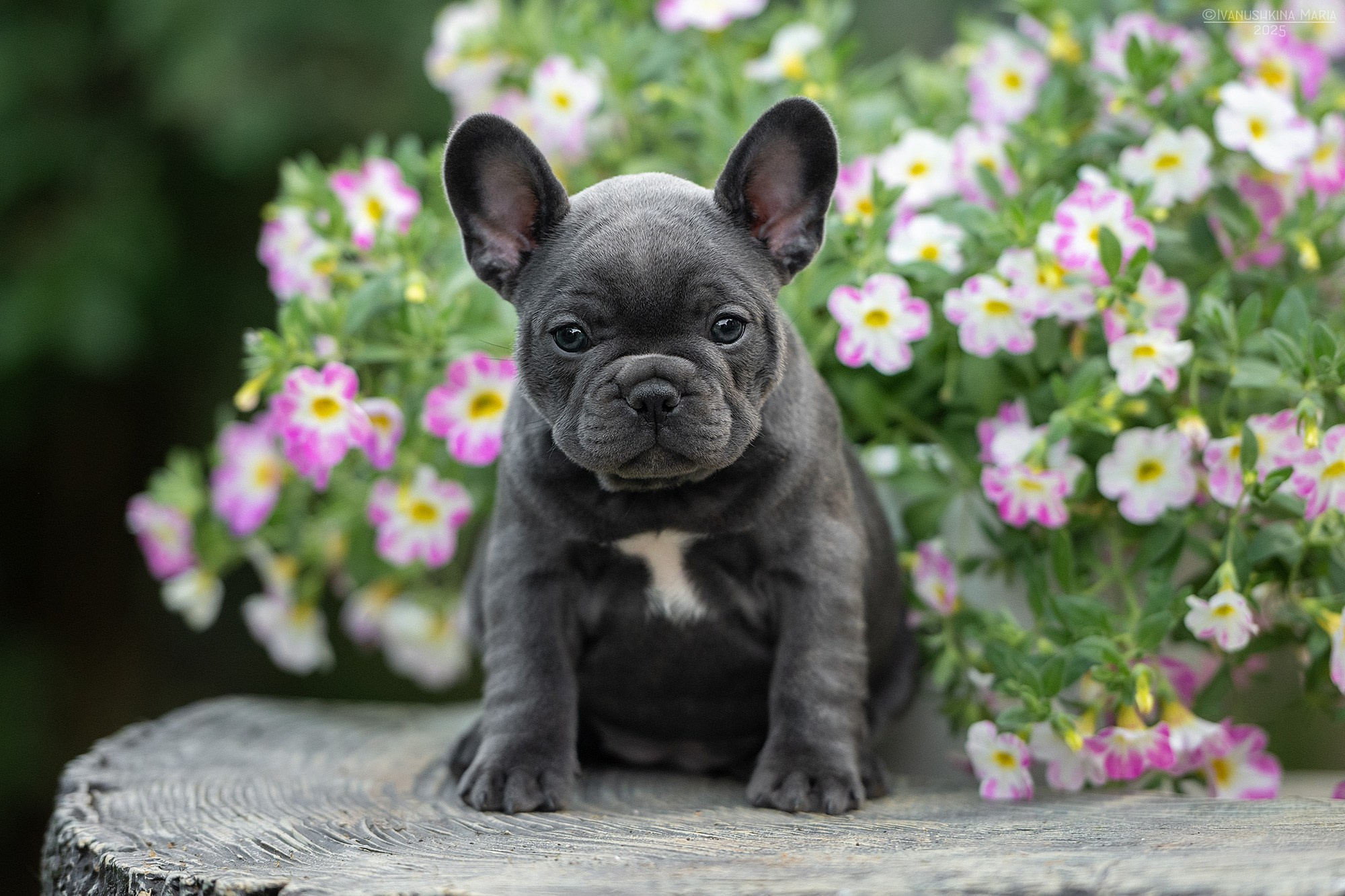 Фотосессия щенков на продажу. Фотограф собак в Москве и Московской области Иванушкина Мария