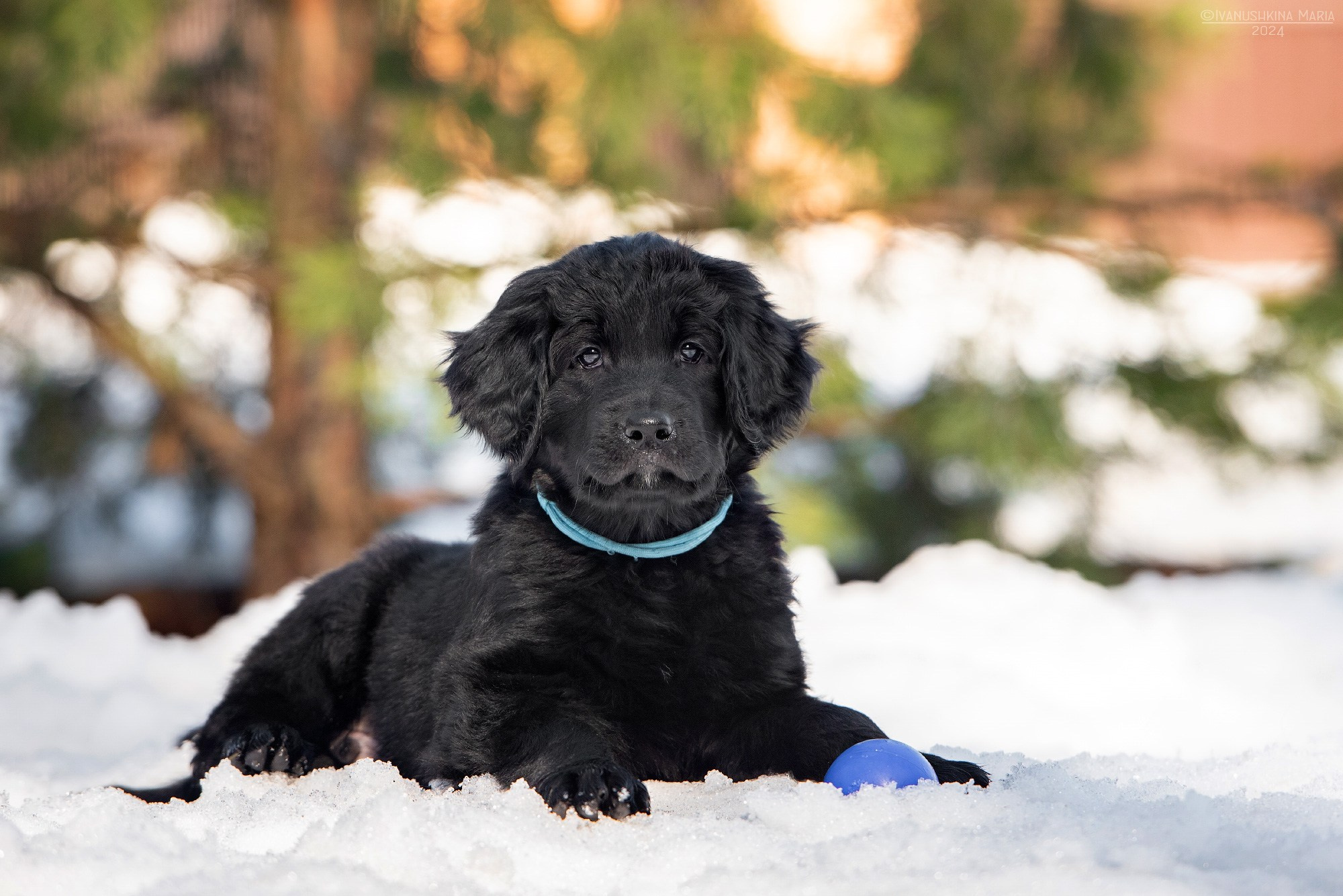 Фотосессия щенков на продажу. Фотограф собак в Москве и Московской области Иванушкина Мария