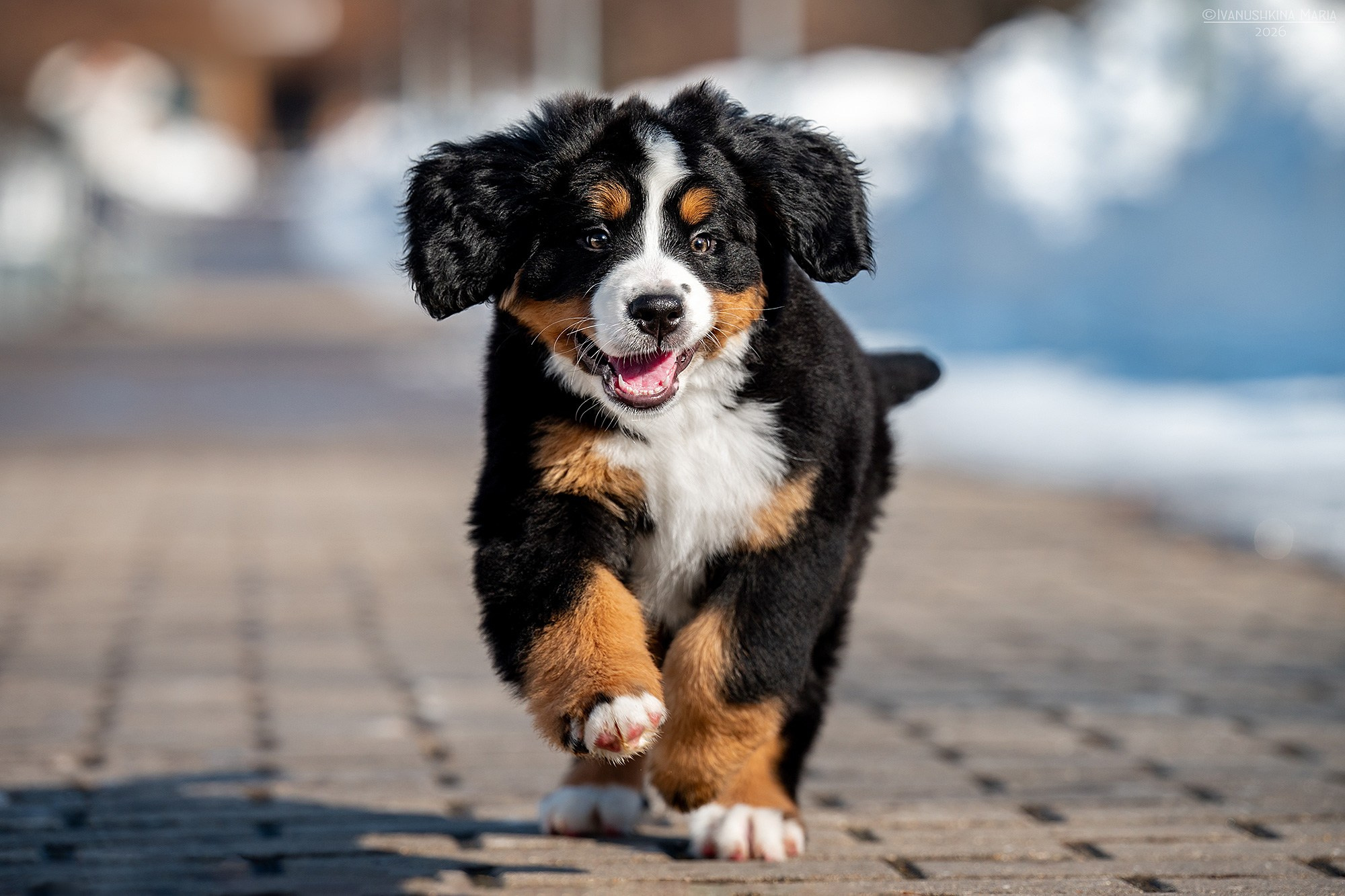Фотосессия щенков на продажу. Фотограф собак в Москве и Московской области Иванушкина Мария
