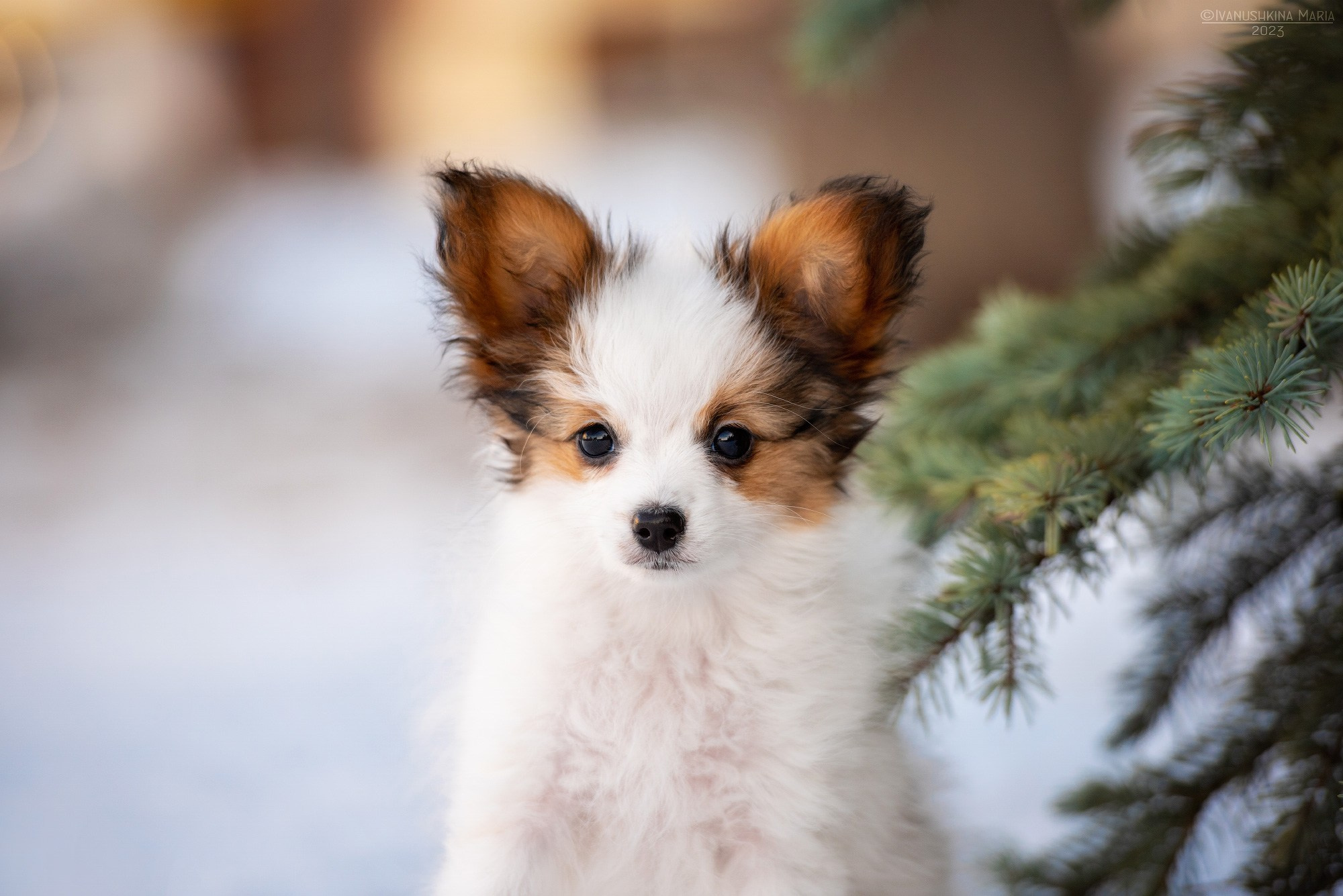 Фотосессия щенков на продажу. Фотограф собак в Москве и Московской области Иванушкина Мария