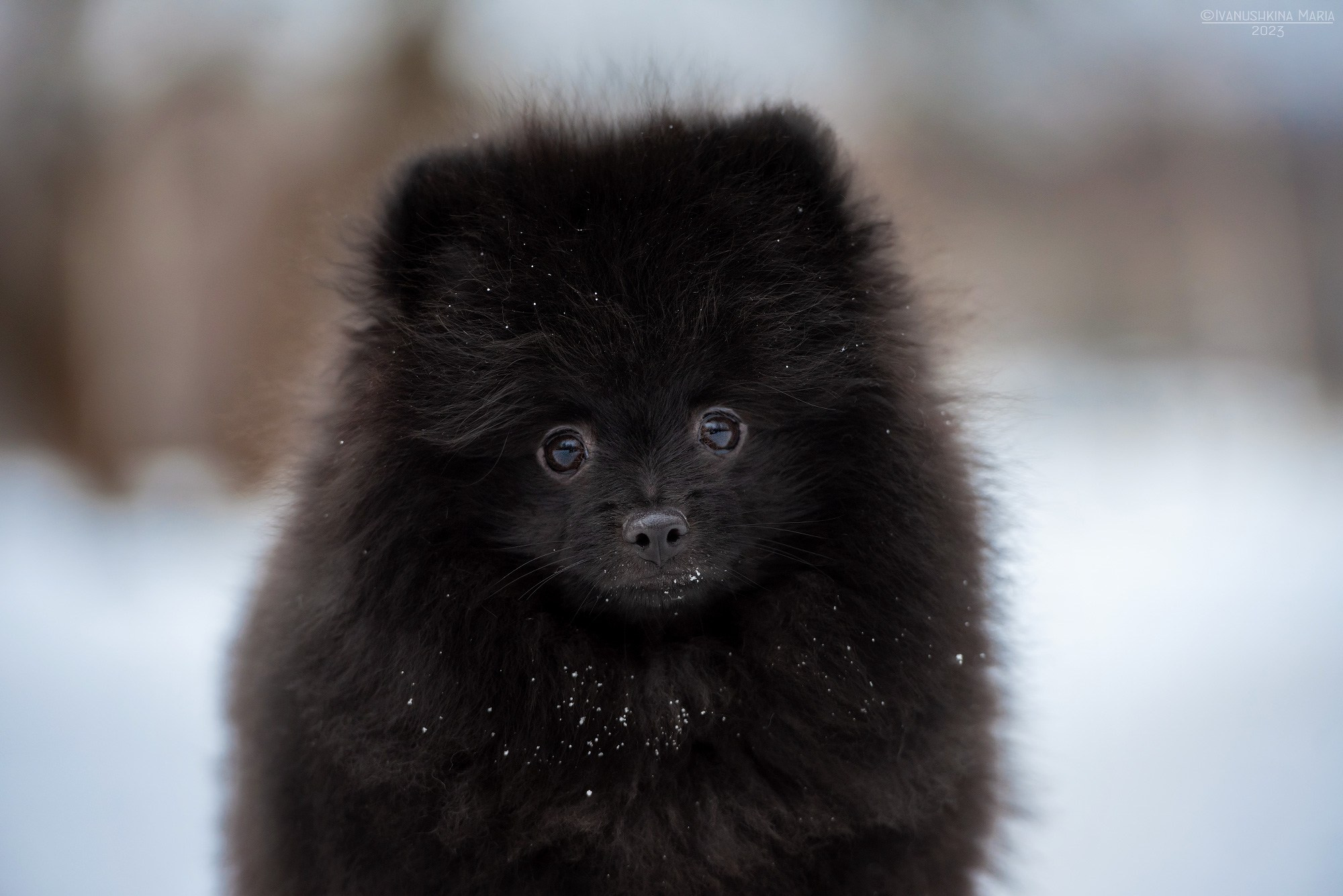 Фотосессия щенков на продажу. Фотограф собак в Москве и Московской области Иванушкина Мария