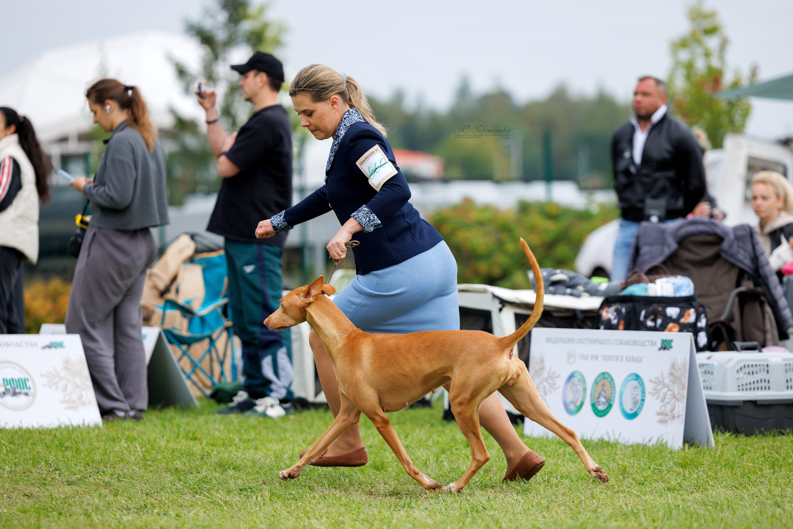 Переславль 5-7.08.2025. Фотограф-анималист Юлия Германика