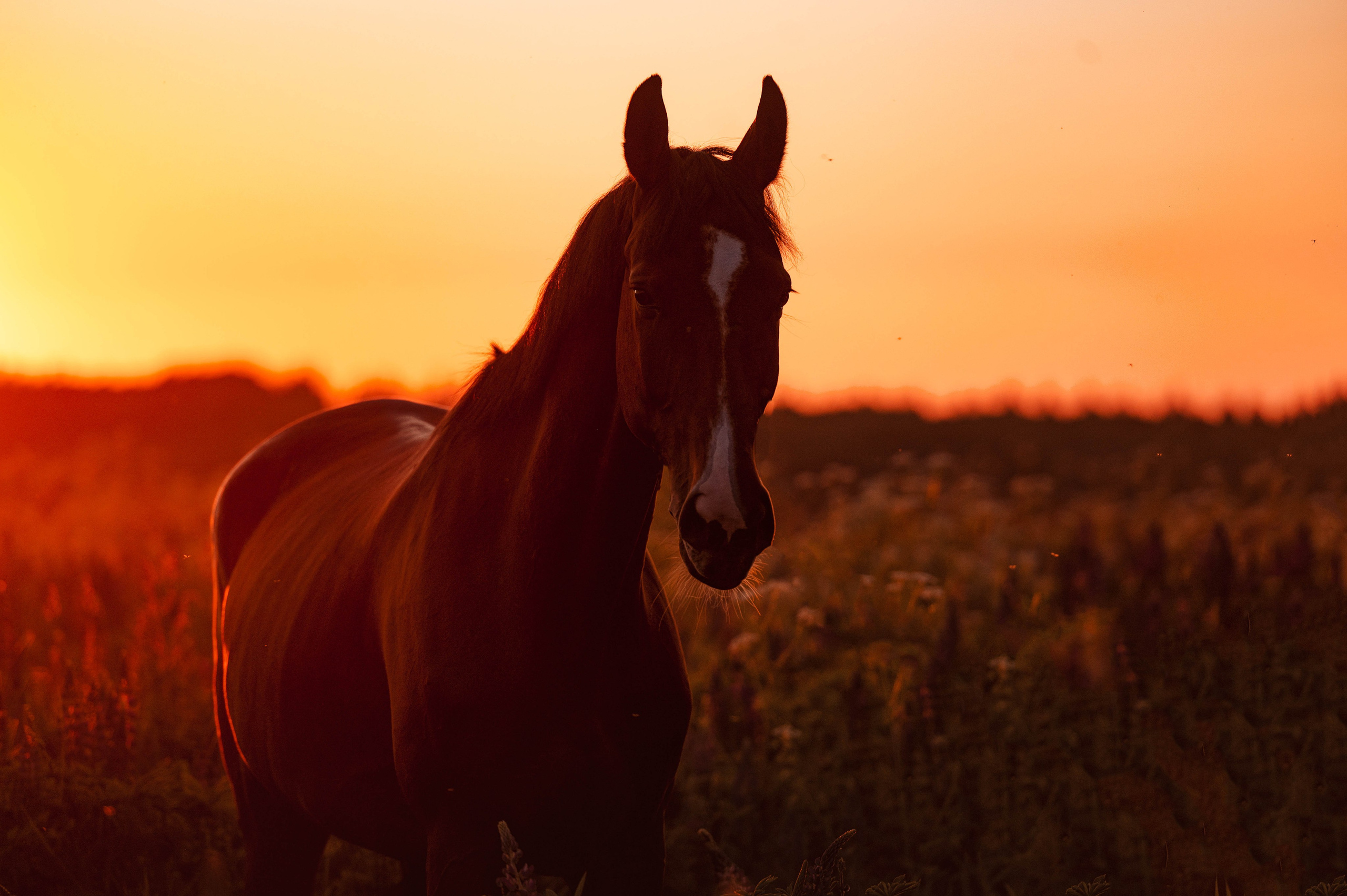 Ивори в закатных полях. Фотограф-анималист