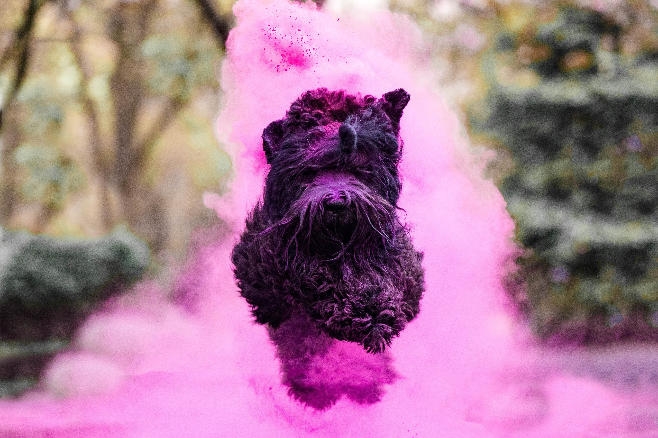 Черныши, сакура и краски холи. Фотограф-анималист