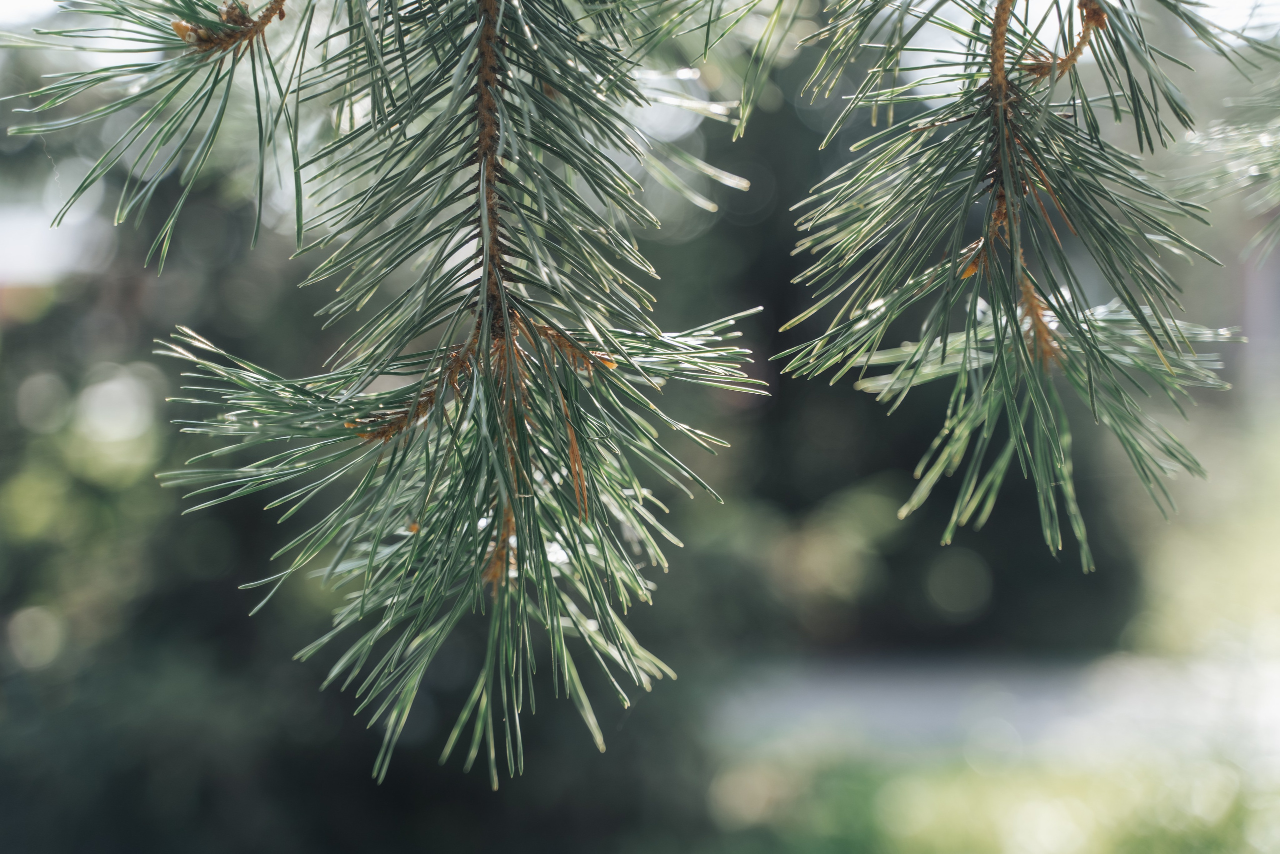 Алексей и Василина. Фотограф Александр Решня