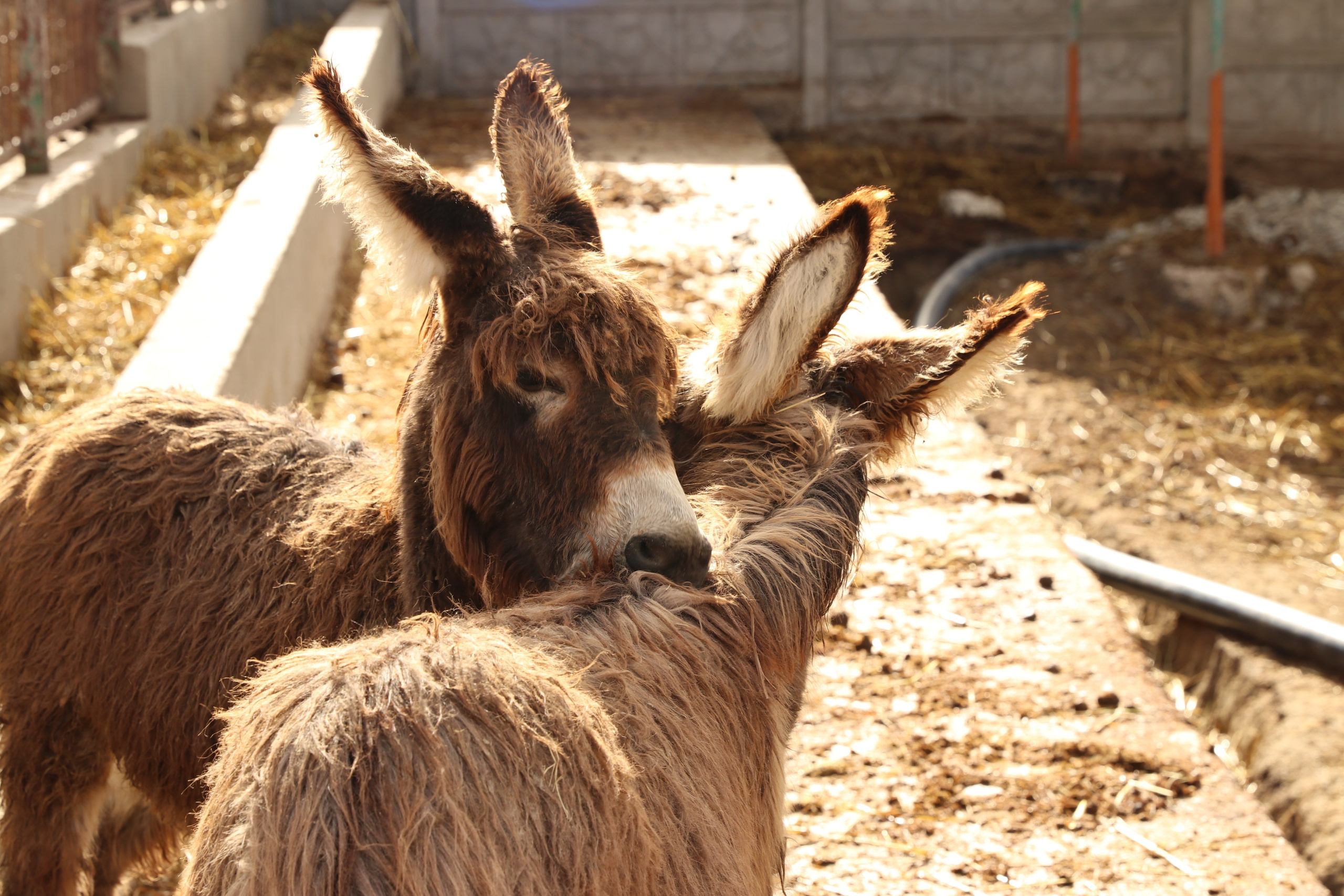 Крым. ЮБК (Гурзуф, Судак и их окрестности). Ноябрь 2023. Путешественник-фотограф из Санкт-Петербурга Татьяна Свистулина