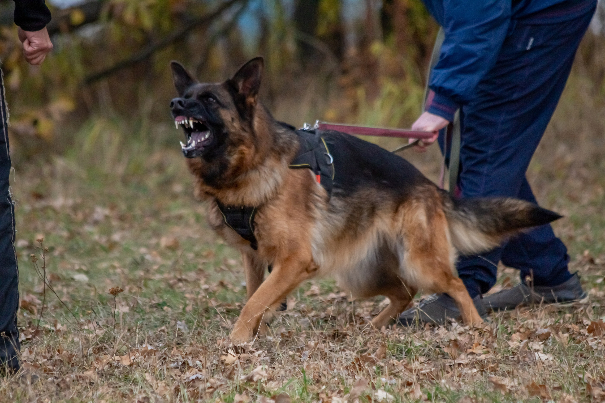 Тренинг защитного раздела. Фотограф анималист — Тула, Москва
