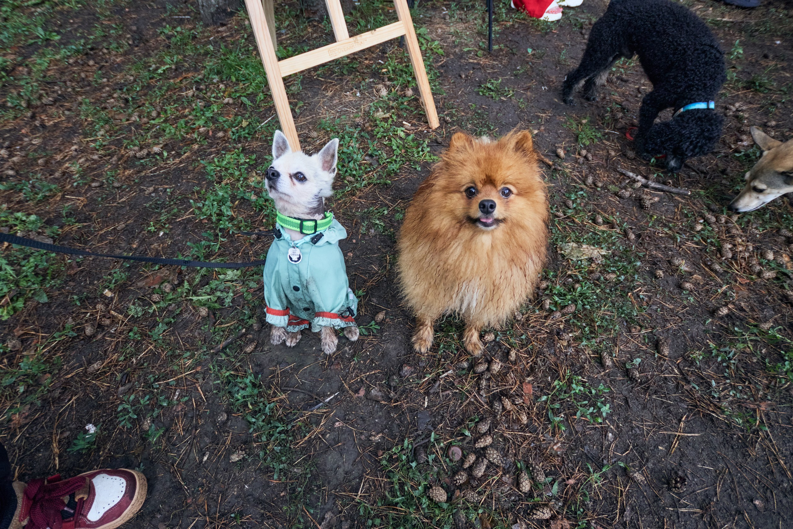 Четыре Лапы. Свадебный и репортажный фотограф Дмитрий Кононенко