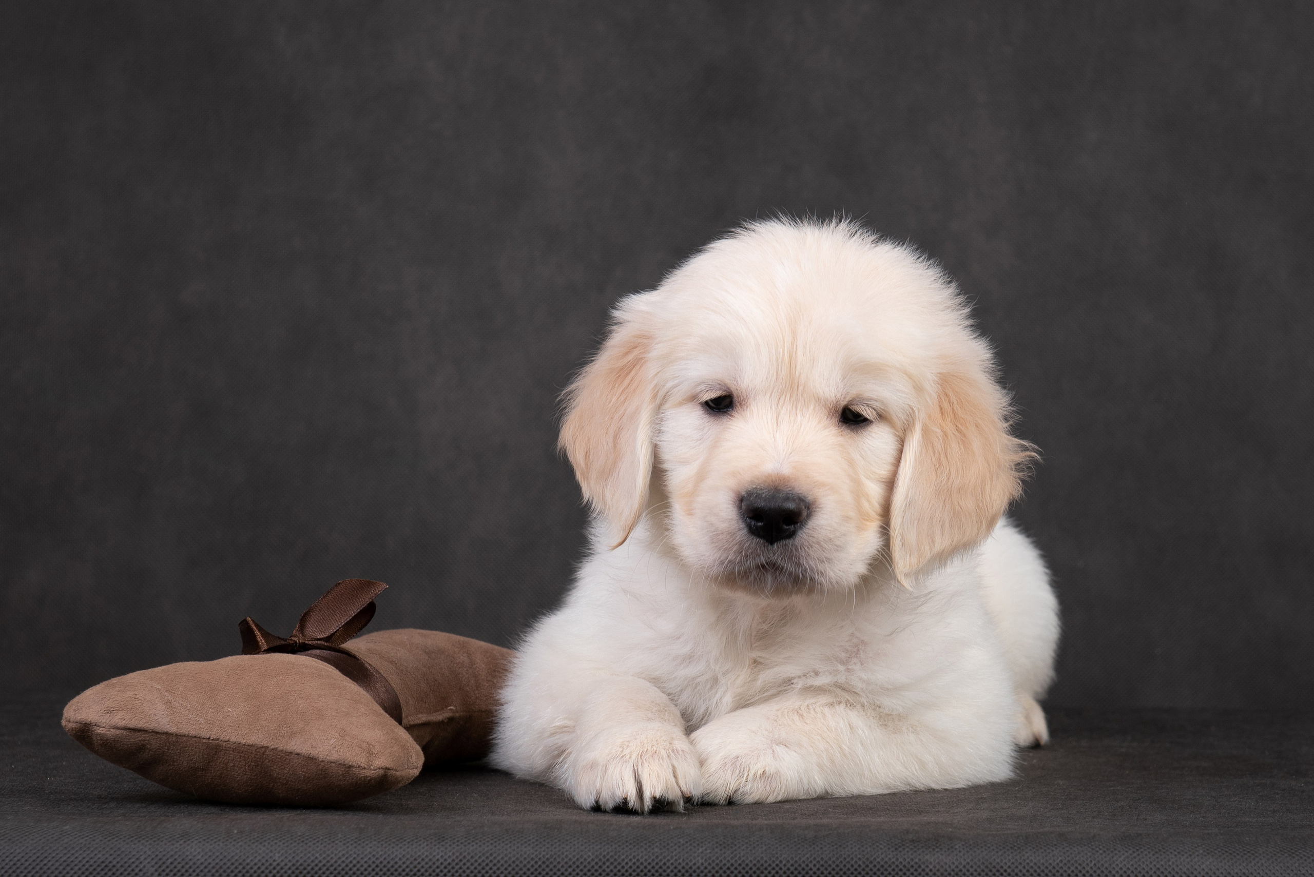 Щенки в домашней студии. Фотограф анималист в Казани Алина Сулейманова. Фотограф животных