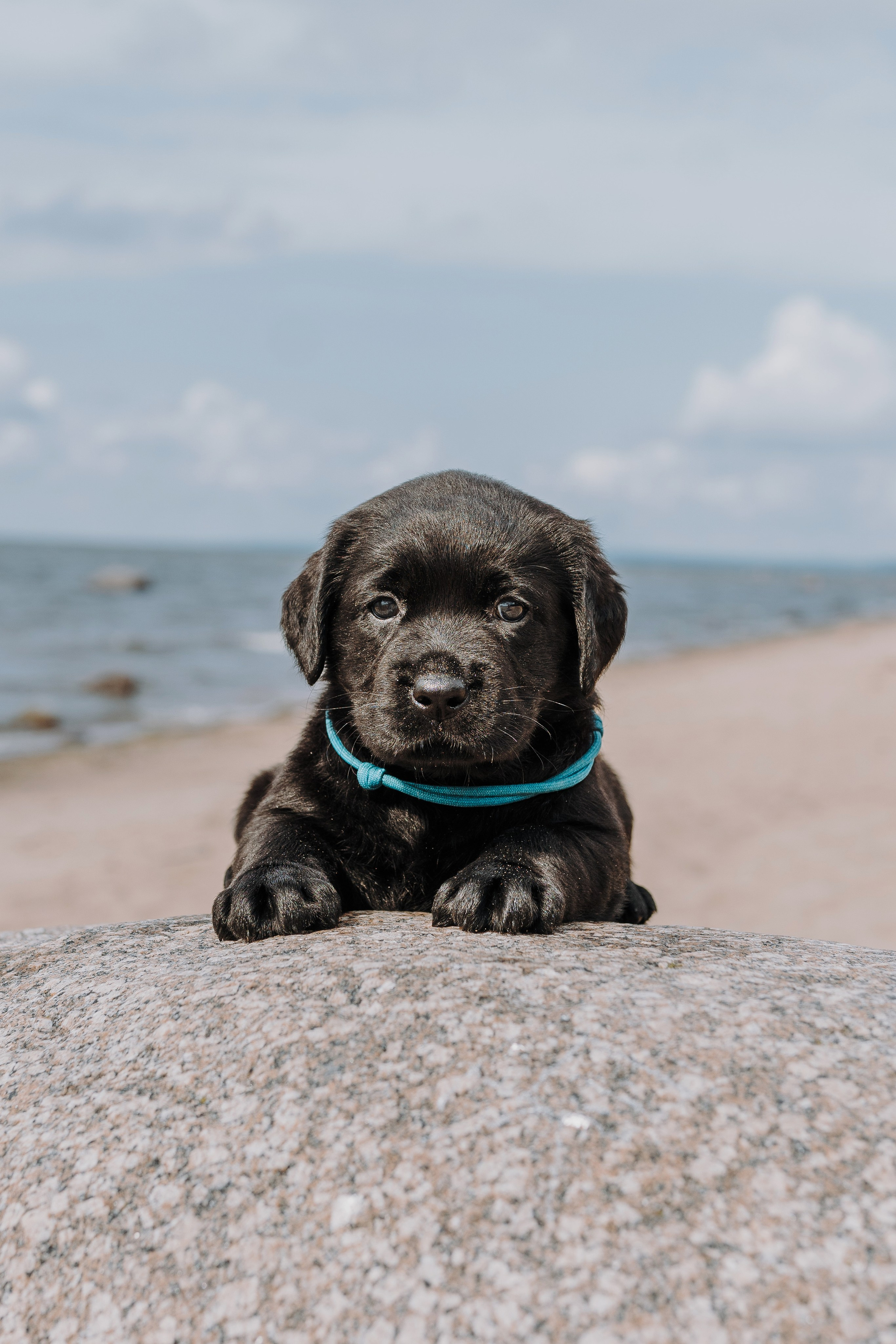Лабрадорчики на пляже. Фотограф анималист в Спб недорого Олеся Майорова
