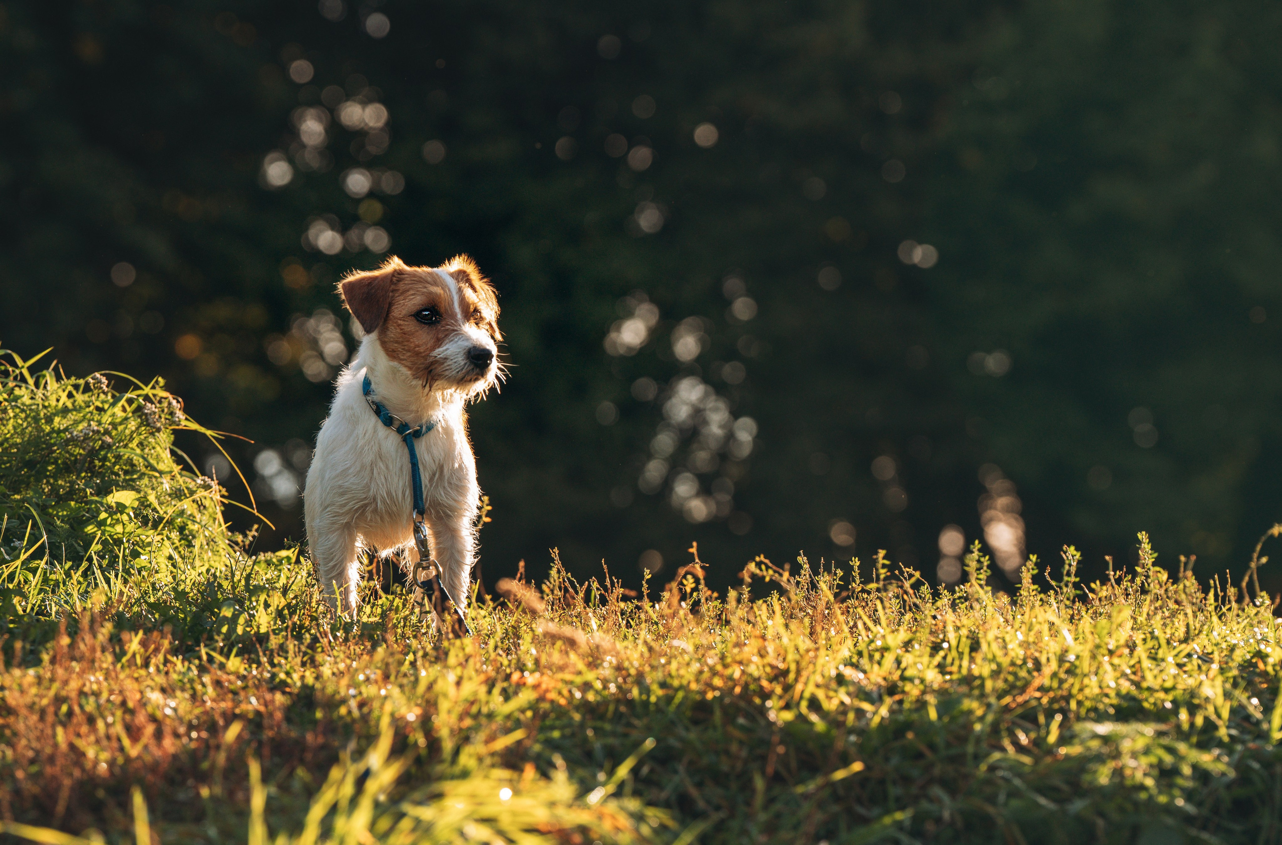 Фотосессия с маленькой собакой Спб. Фотограф анималист в Спб недорого Олеся Майорова