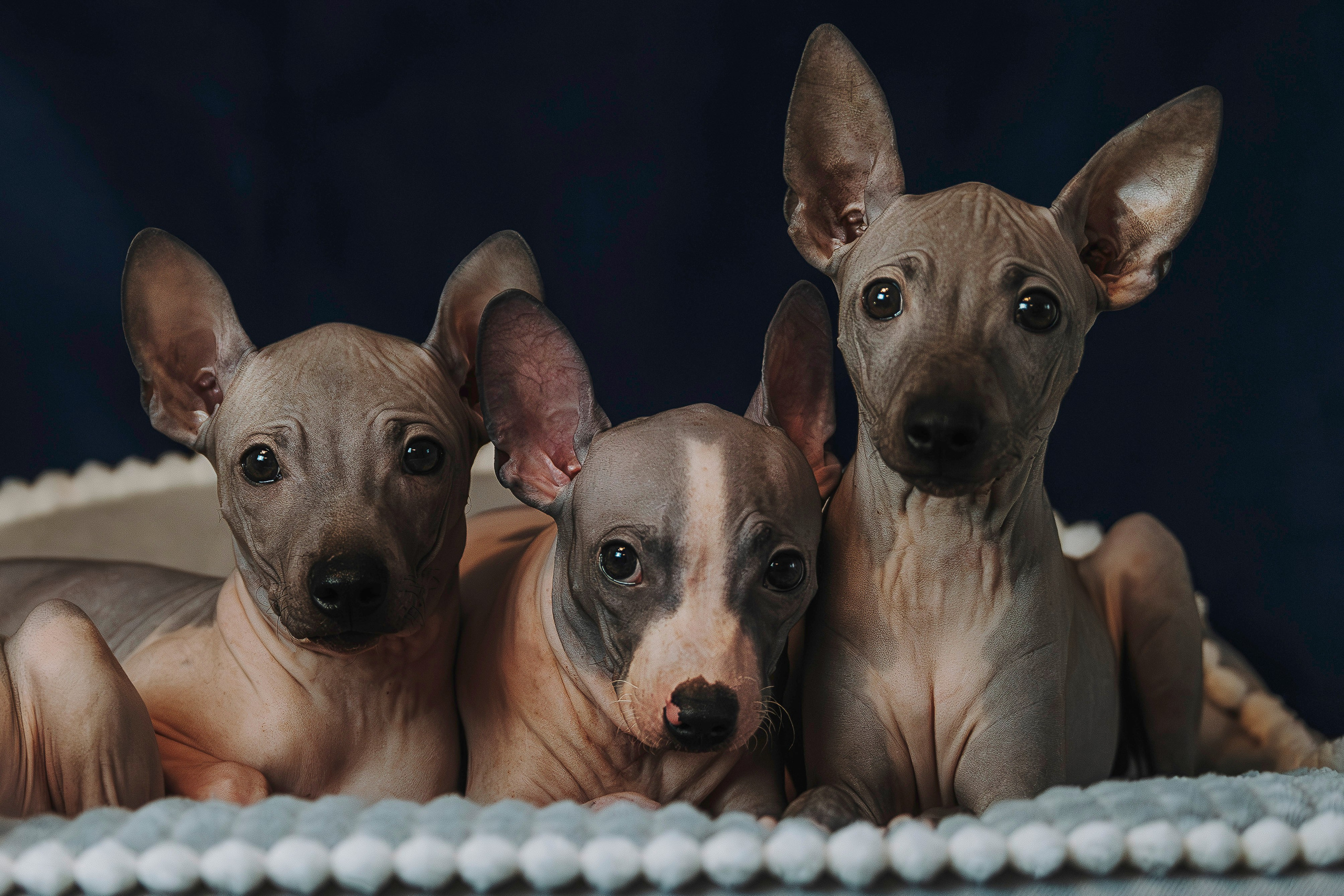 Малыши американского голого терьера. Фотограф анималист в Спб недорого Олеся Майорова