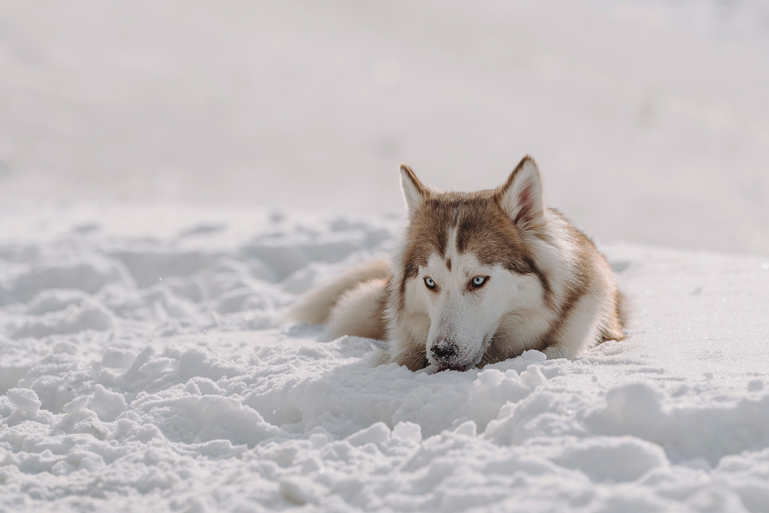 Мария и Амелия. Фотограф анималист в Спб недорого Олеся Майорова