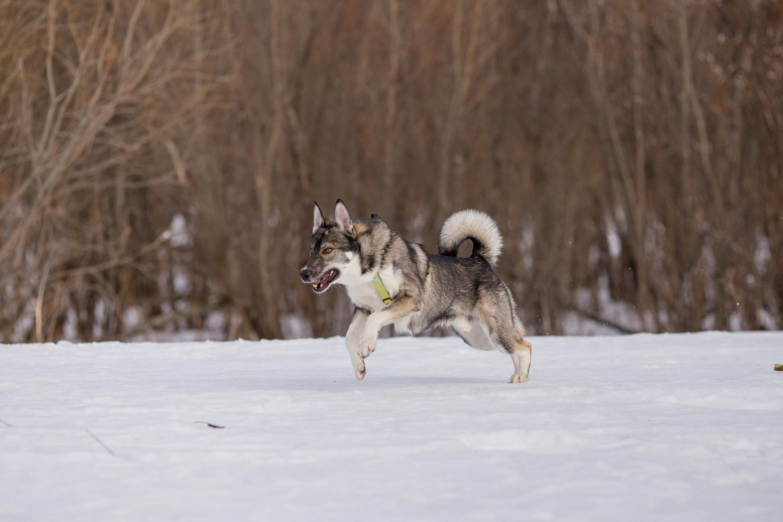 Фотосессия с собакой в Архангельске