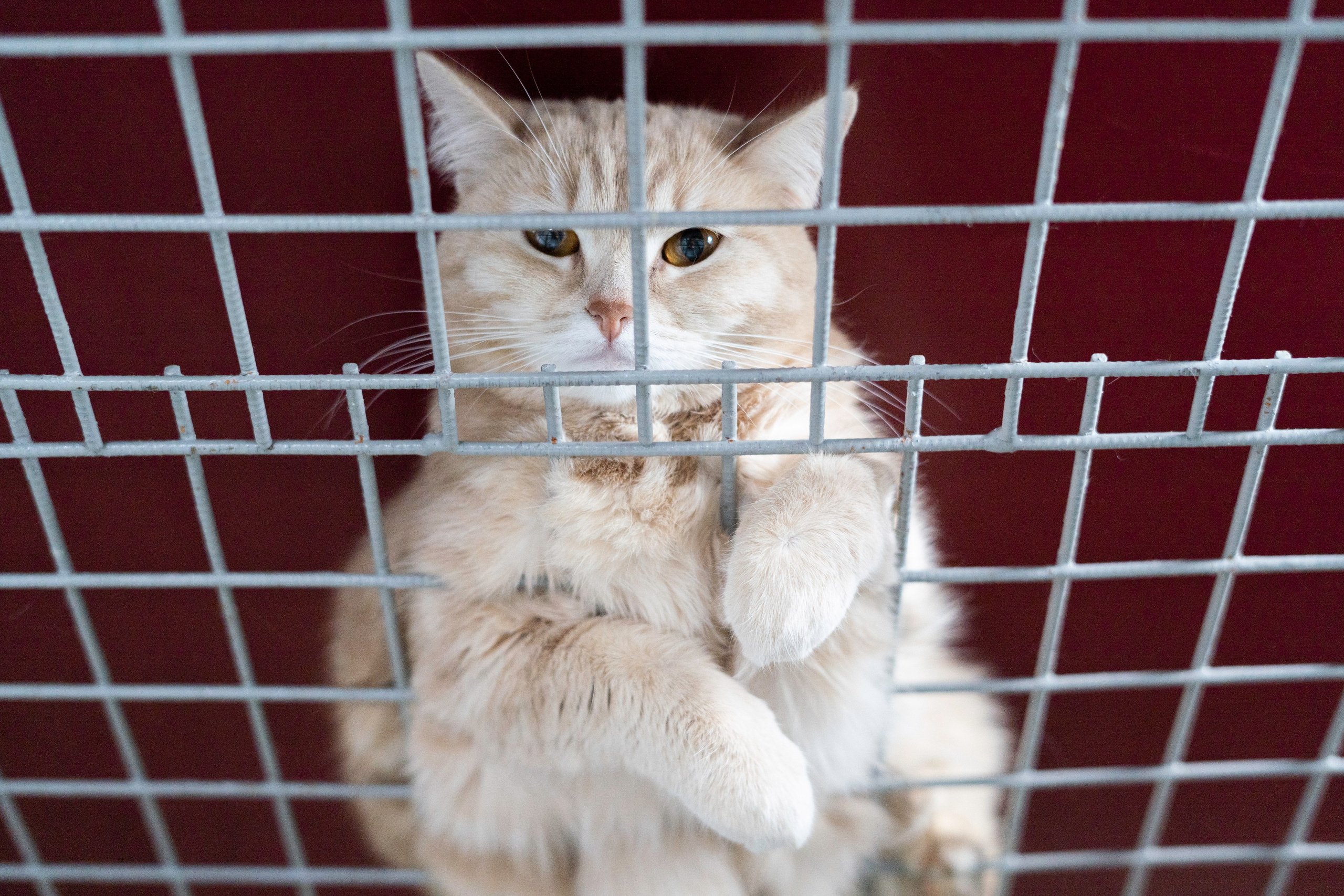 Бездомыши. Фотограф Екатерина Зорина