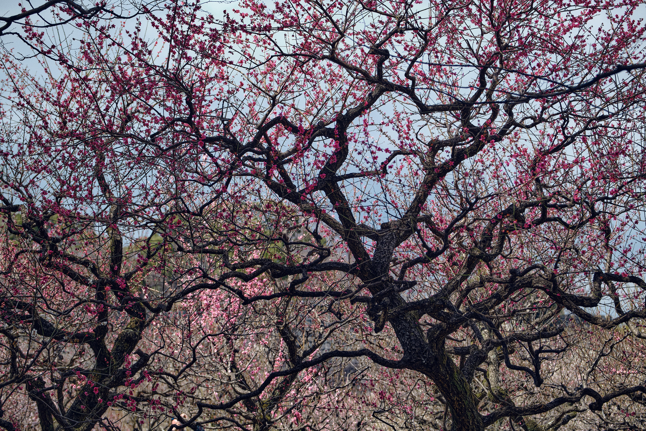 Japan / Osaka≫Kyoto≫Tokyo. Aleksandr Kobtsev