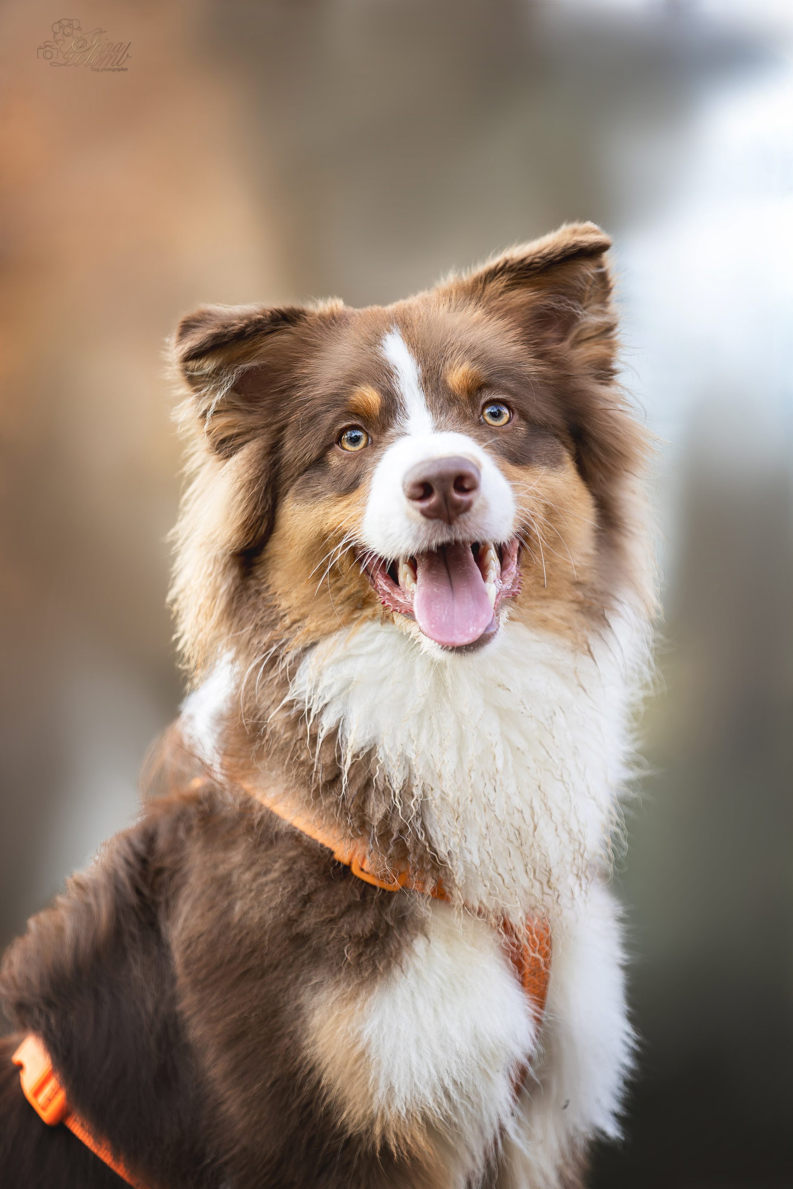 Бадди, Австралийская Овчарка. Ирина Голомб|Фотограф-анималист в  Сочи и Калининграде