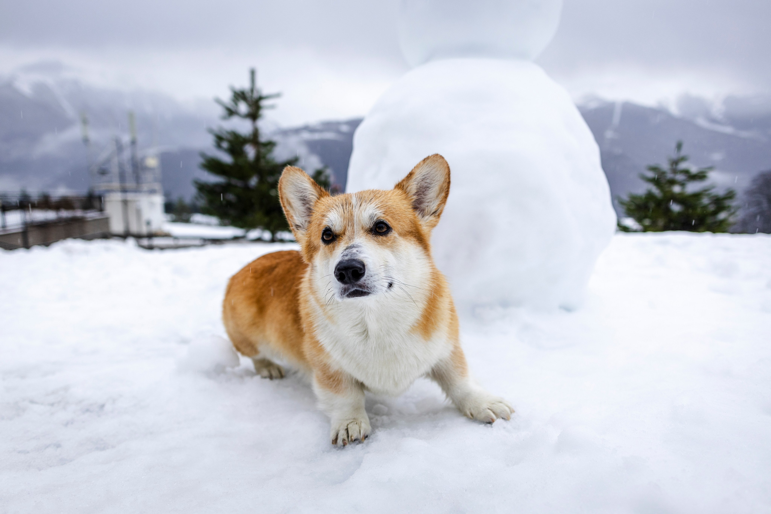Гай, Корги-Пемброк. Ирина Голомб|Фотограф-анималист в  Сочи и Калининграде