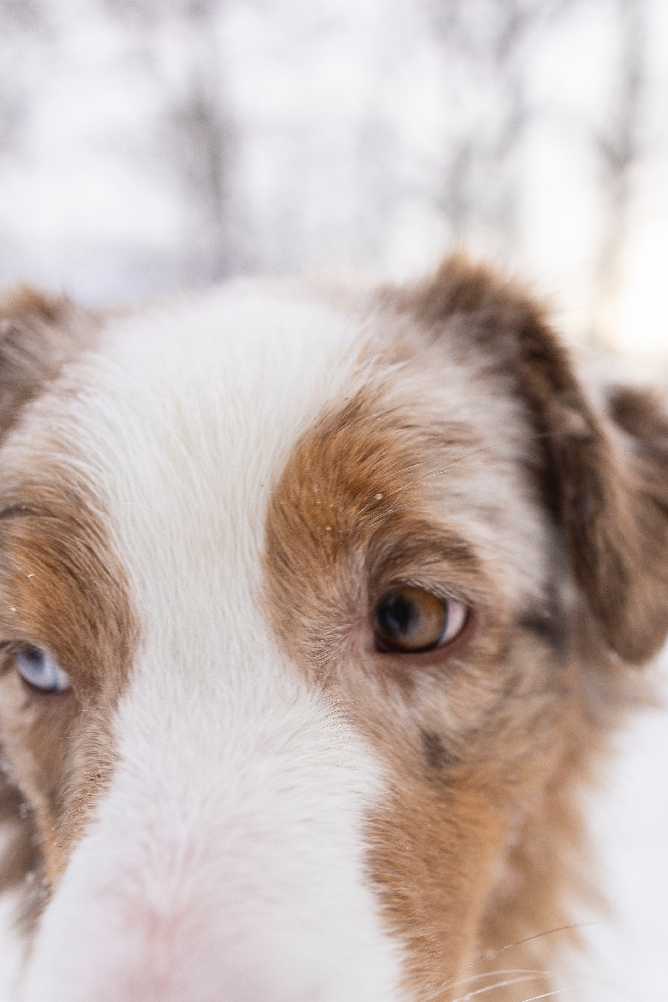 Догтуса Тропа Ефремова. Ирина Голомб|Фотограф-анималист в  Сочи и Калининграде
