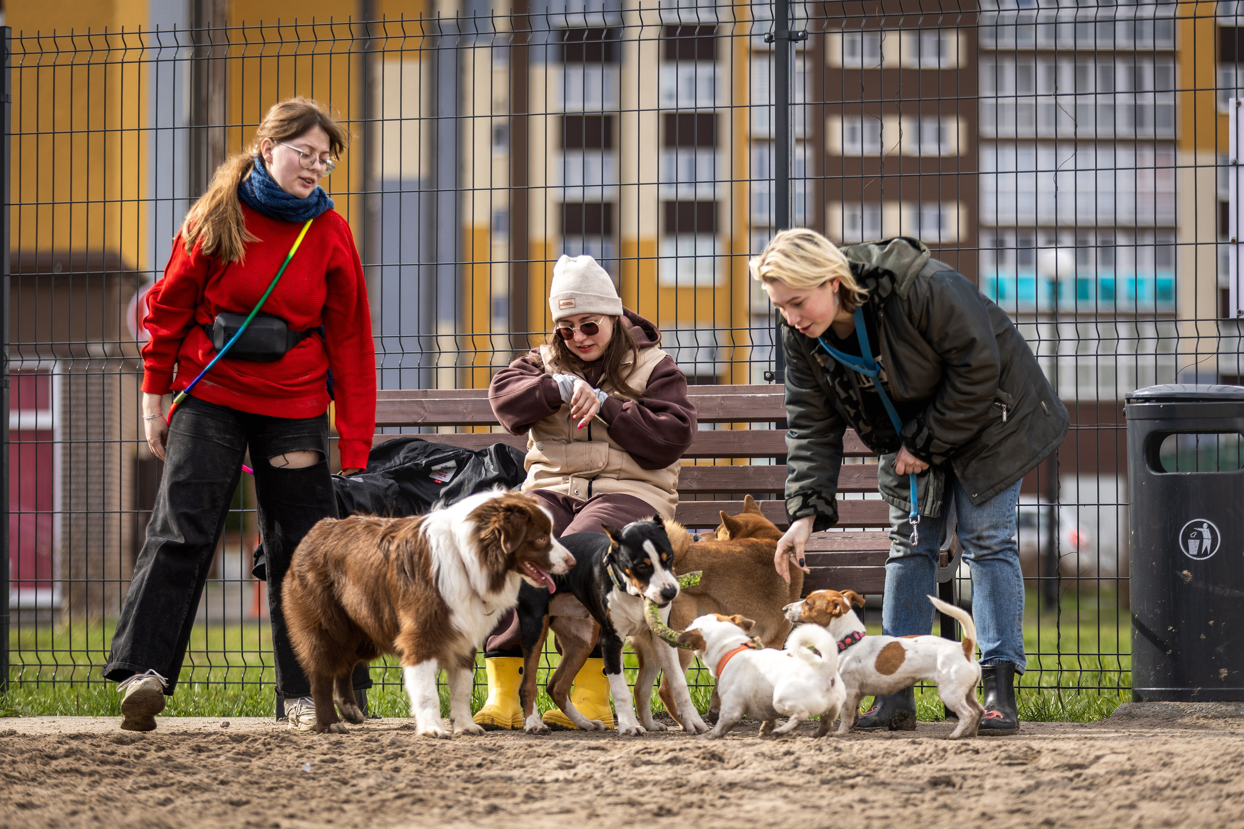 Догтуса 24.03.2024. Ирина Голомб|Фотограф-анималист в  Сочи и Калининграде