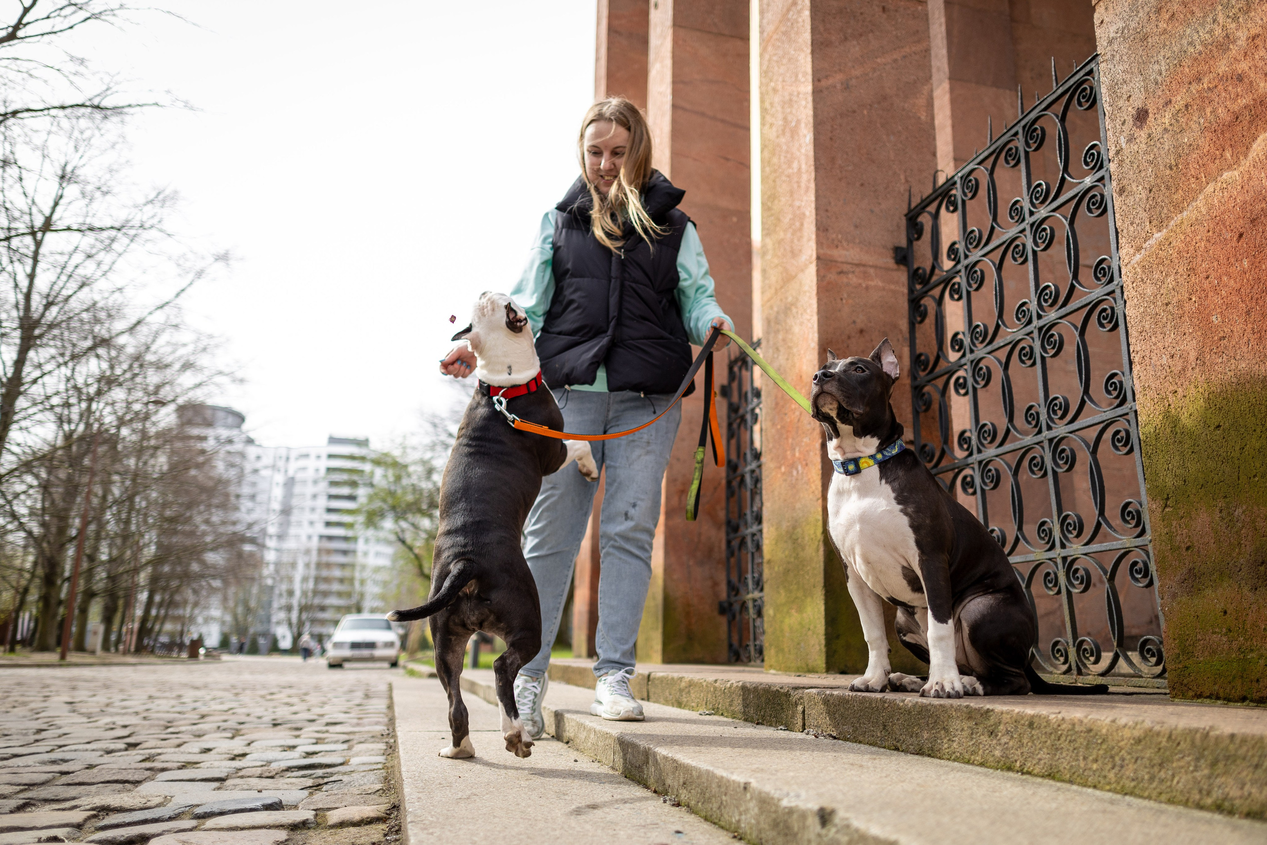 Афина и Мора, Стаффорды. Ирина Голомб|Фотограф-анималист в  Сочи и Калининграде