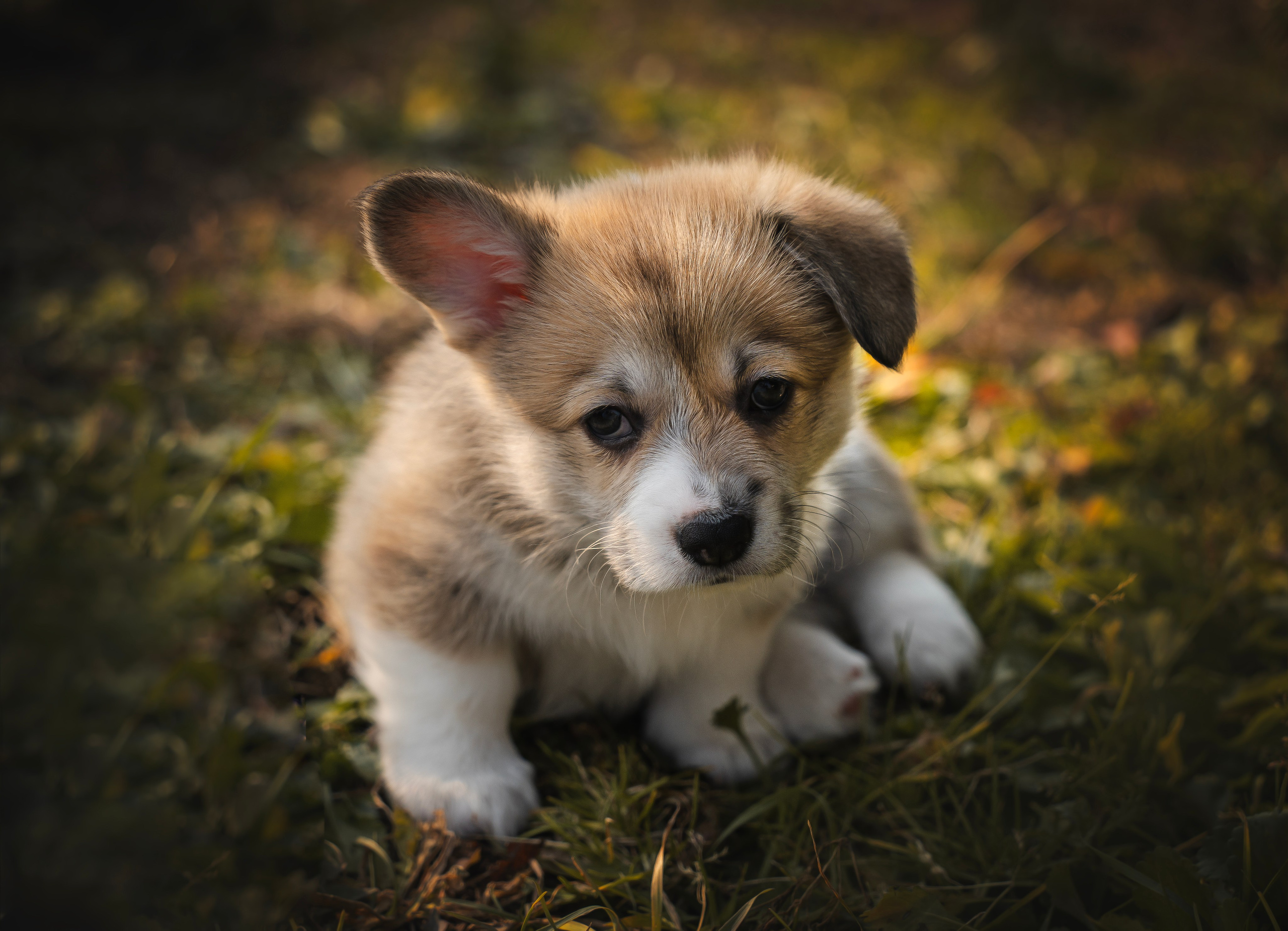 Щенки. Семейный фотограф анималист г. Находка