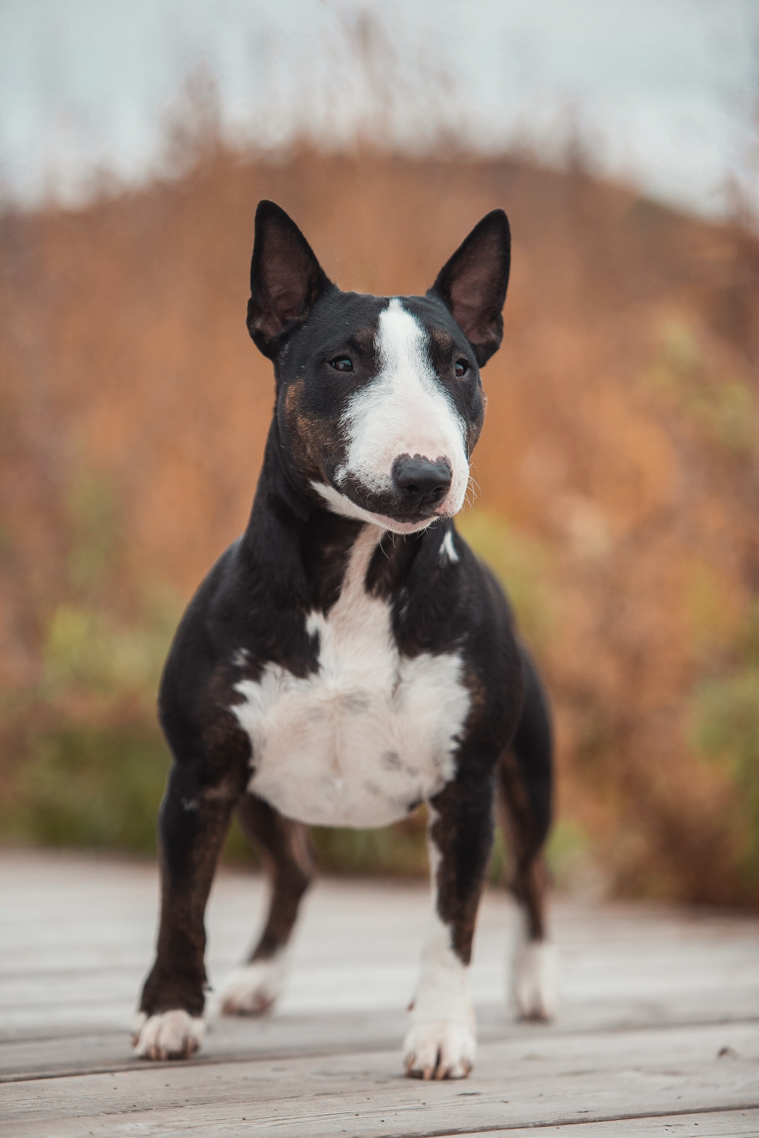 Экстерьерная Съёмка. Семейный фотограф анималист г. Находка