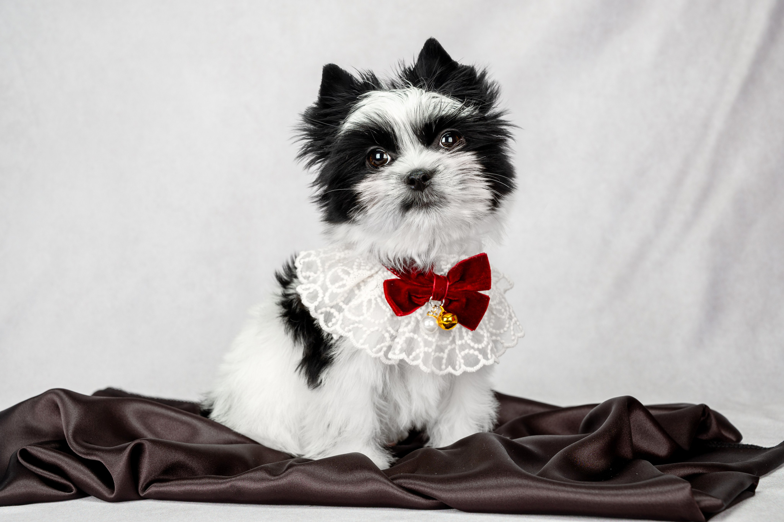 Собаки. Фотограф-анималист в СПб