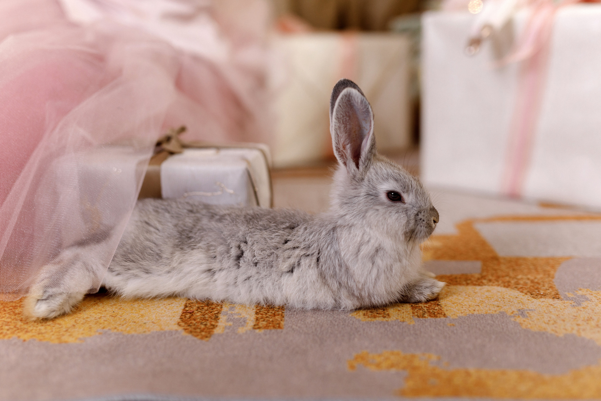 Новый год. Семейный и детский фотограф в Хабаровске Савишина Светлана