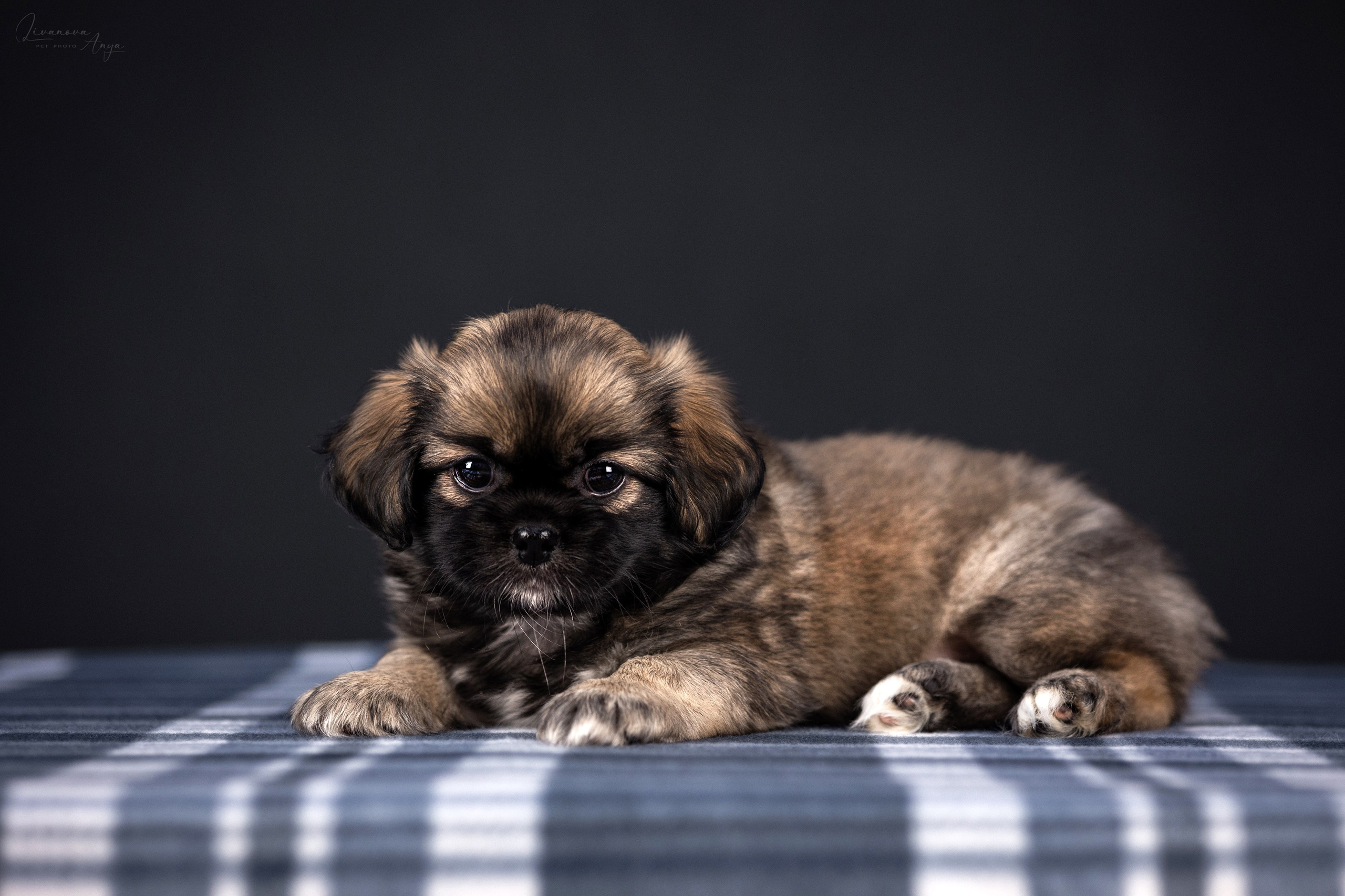 Тибетские спаниели. Фотограф анималист Аня Ливанова | Рыбинск