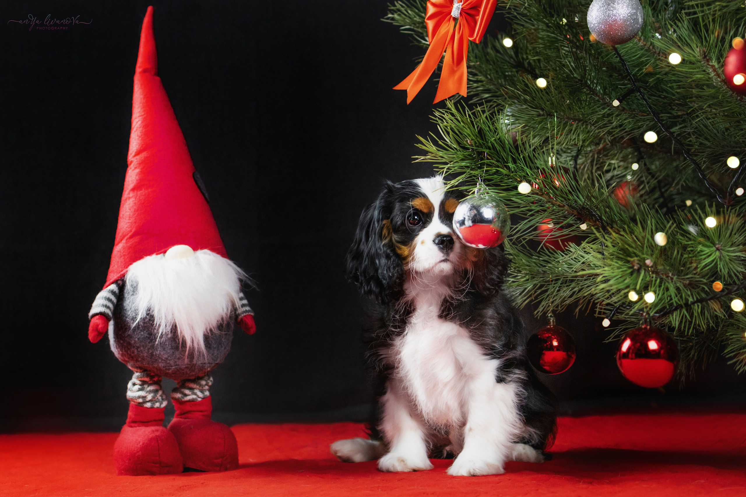 Новогодняя атмосфера в «Simply the Best». Фотограф анималист Аня Ливанова | Рыбинск