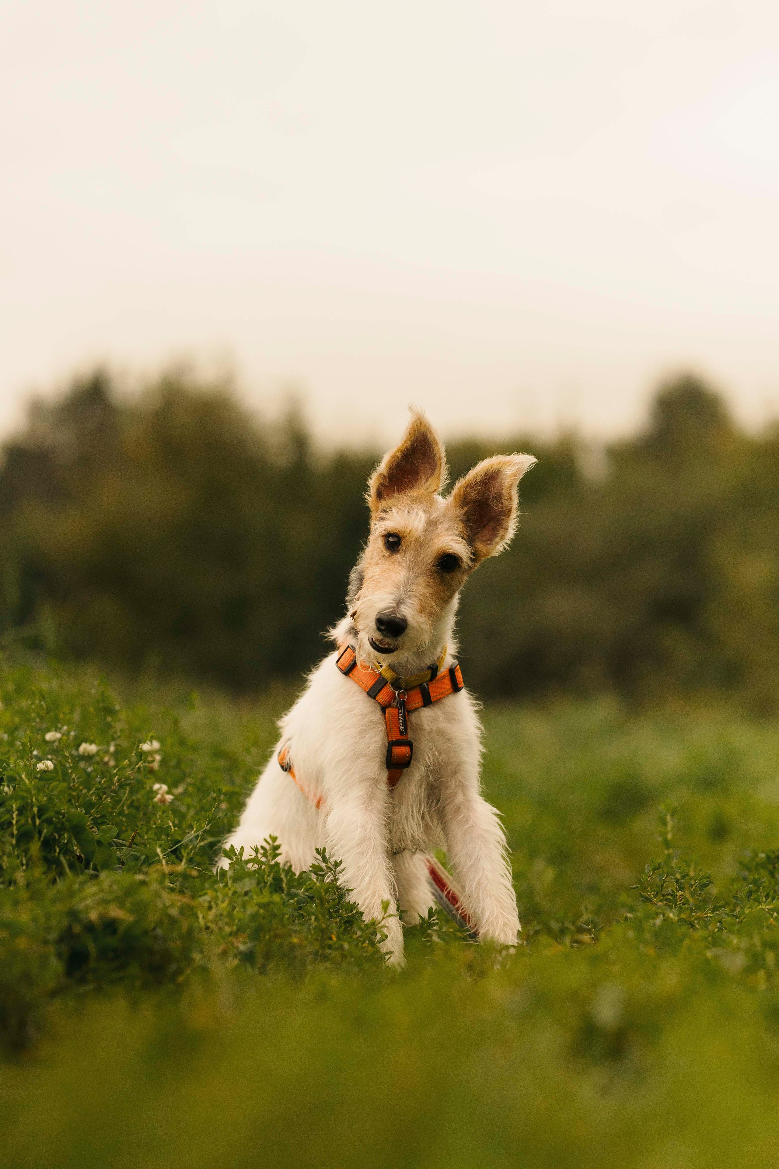 Мартин. Фотограф- анималист Александра Матвеева