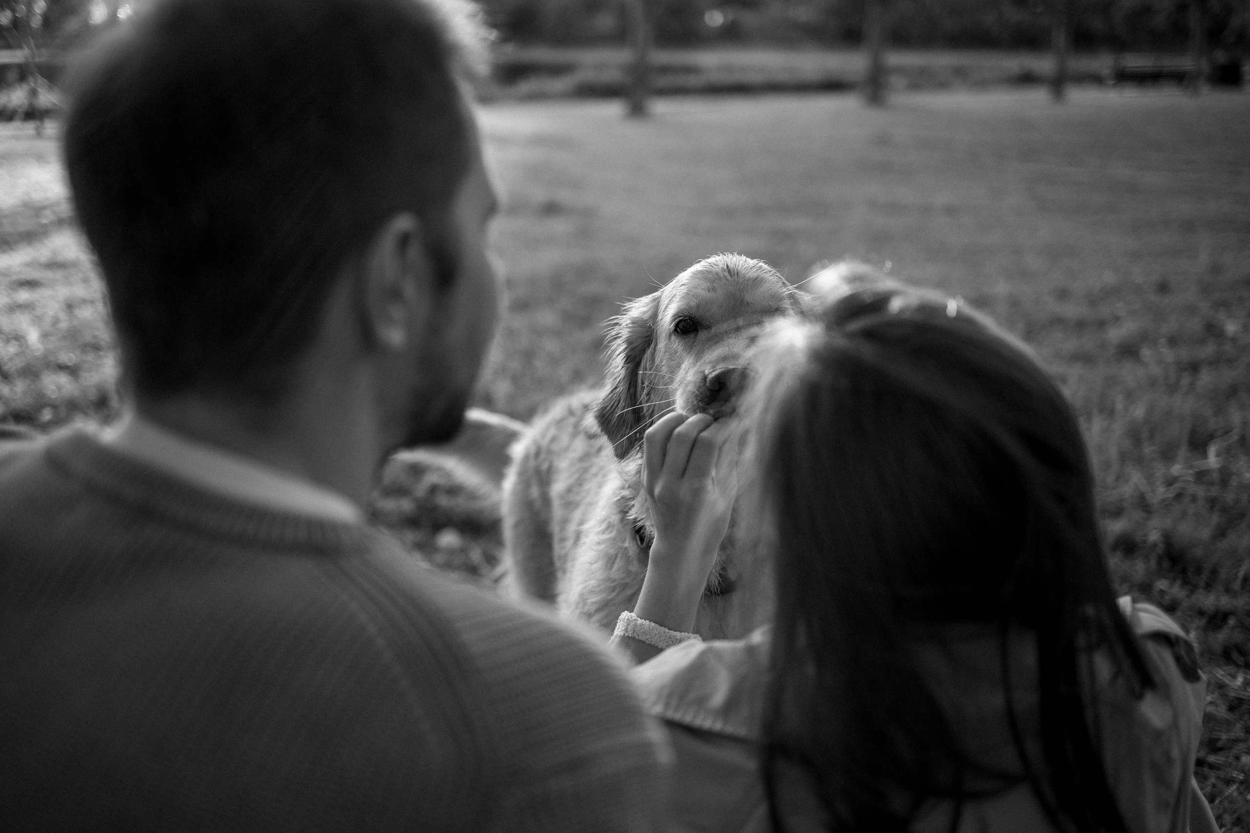 Пенни и ребята. Фотограф — Анималист | Санкт-Петербург