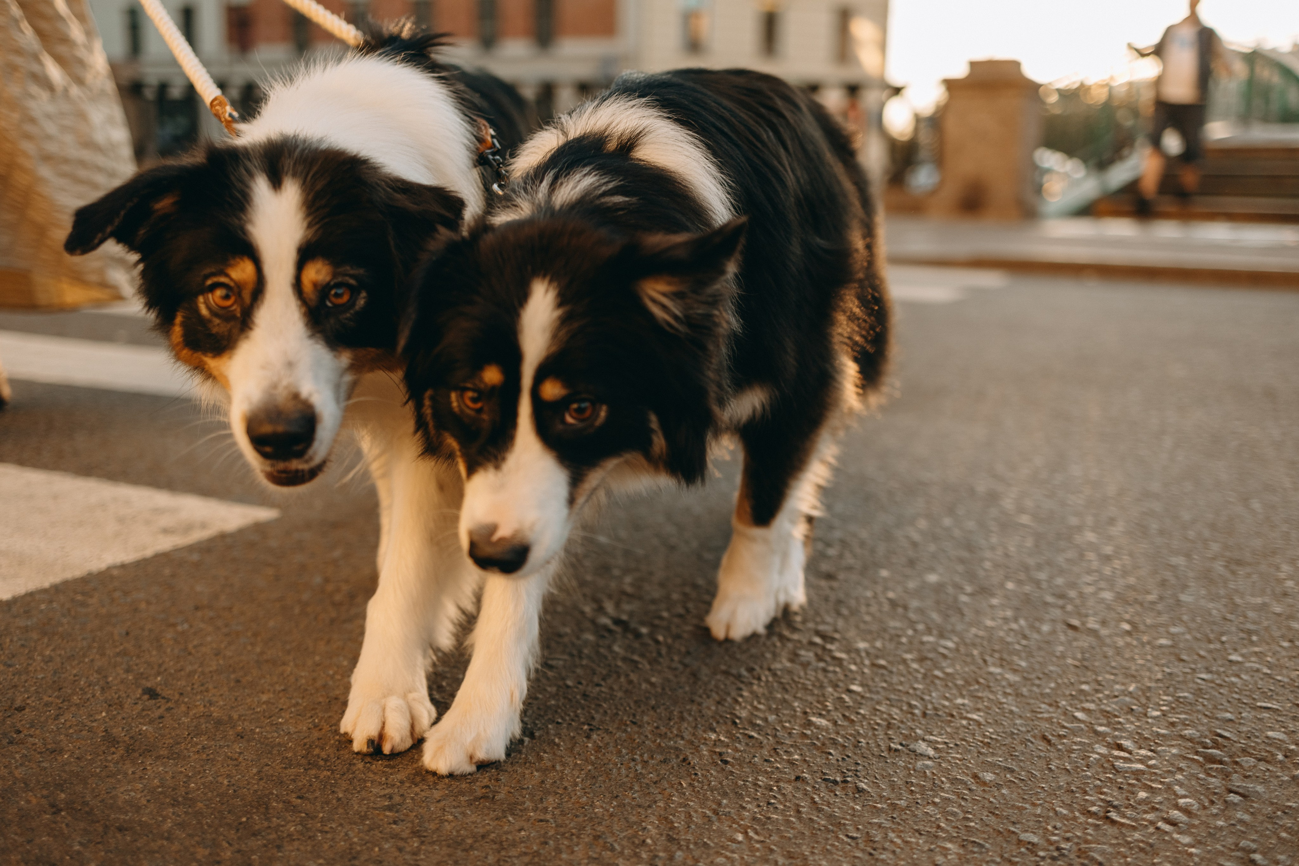 Катя и ее девочки. Фотограф — Анималист | Санкт-Петербург