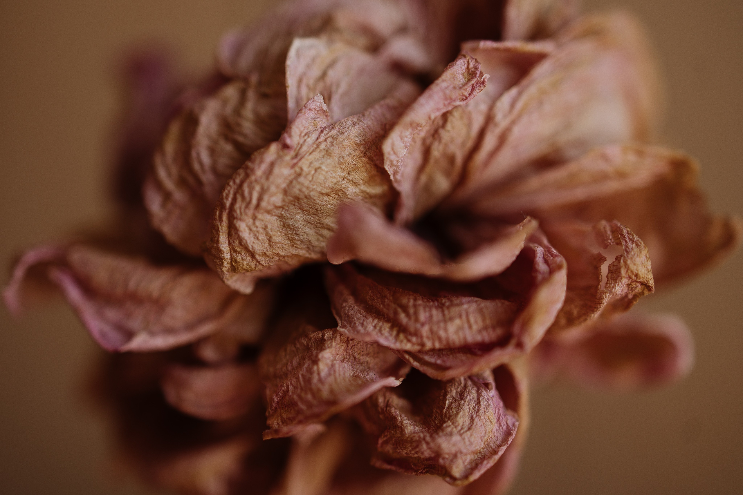 Огонь, сверкающий в глазах. Свадебный фотограф в Москве | Профессиональный фотограф | Выгодные цены на услуги