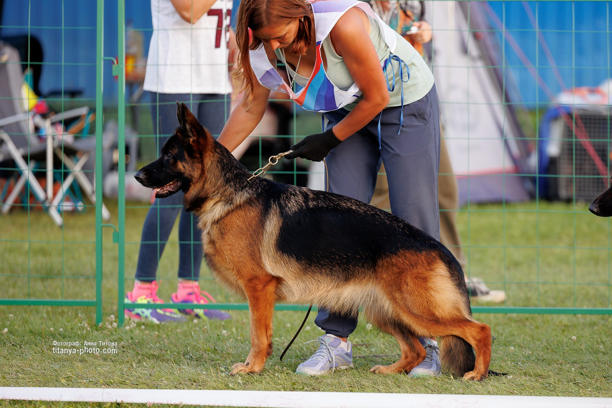Немецкие овчарки: фото из рингов и вне ринга, мутпроба (фотографии с выставок). Фотограф собак, фотограф-анималист Аня Титова (Titanya). Москва
