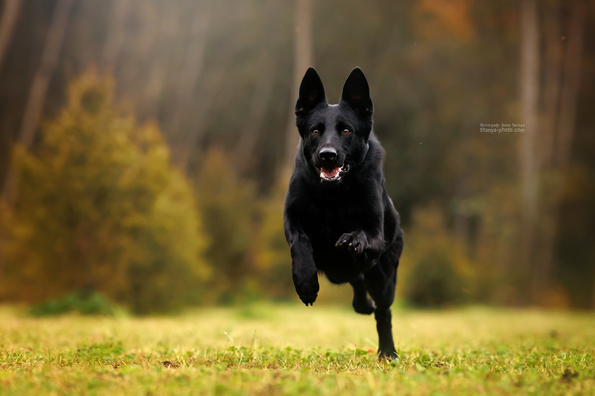 Фото немецких овчарок. Фотограф собак, фотограф-анималист Аня Титова (Titanya). Москва