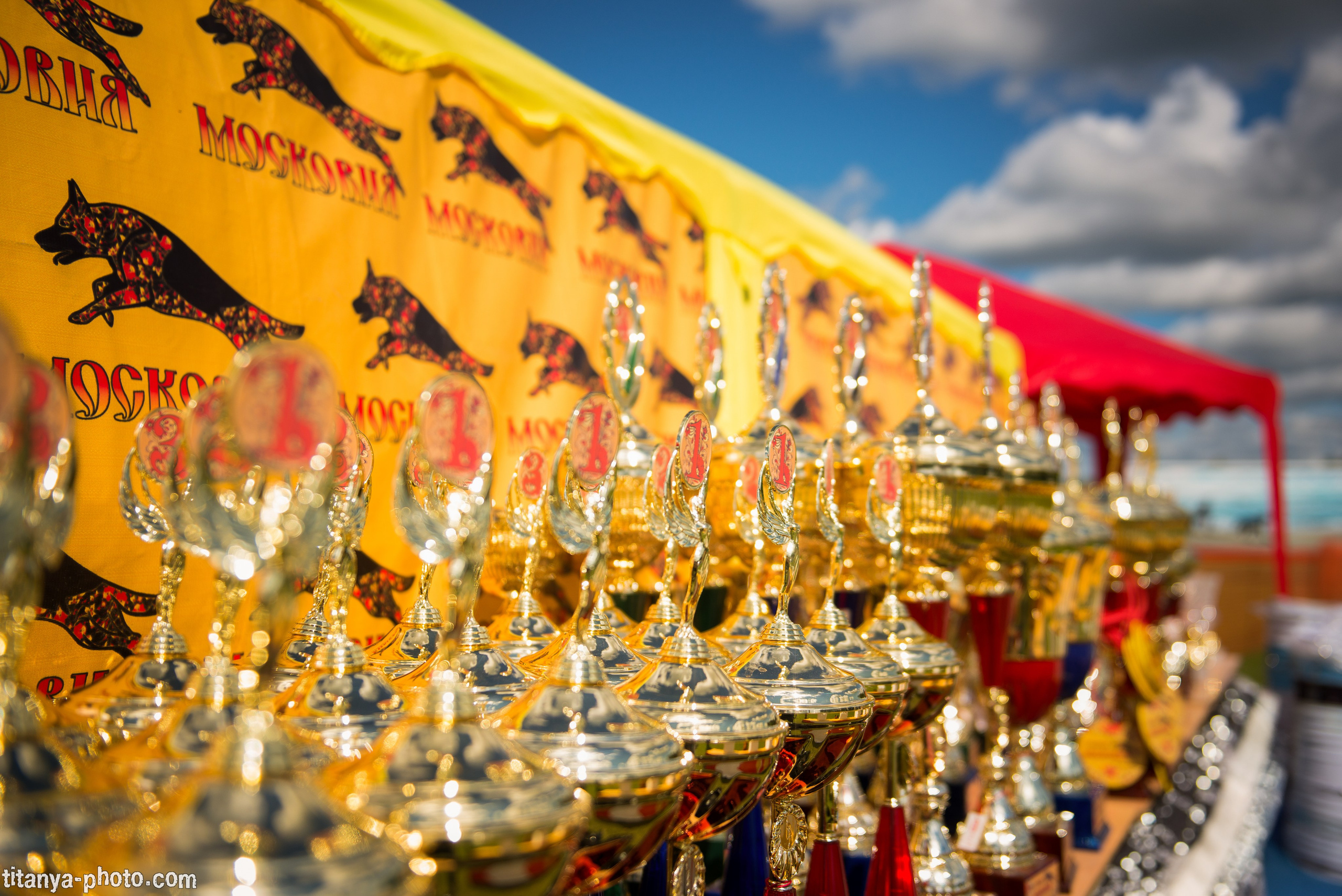 Фотографии с монопородных выставок немецких овчарок. Фотограф собак, фотограф-анималист Аня Титова (Titanya). Москва