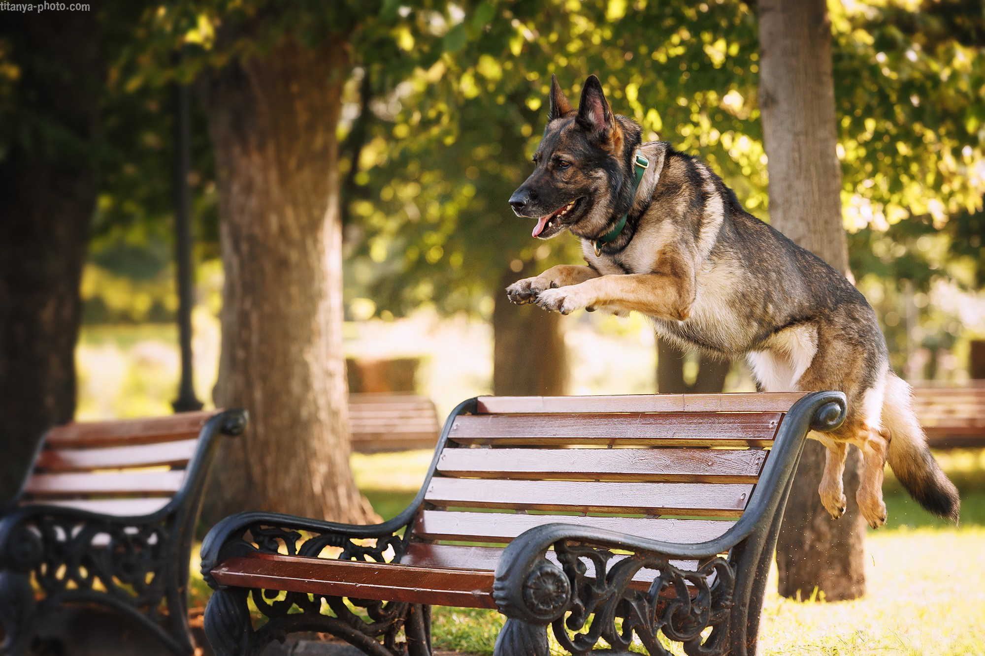 Маша и Харпи. Фотограф собак, фотограф-анималист Аня Титова (Titanya). Москва
