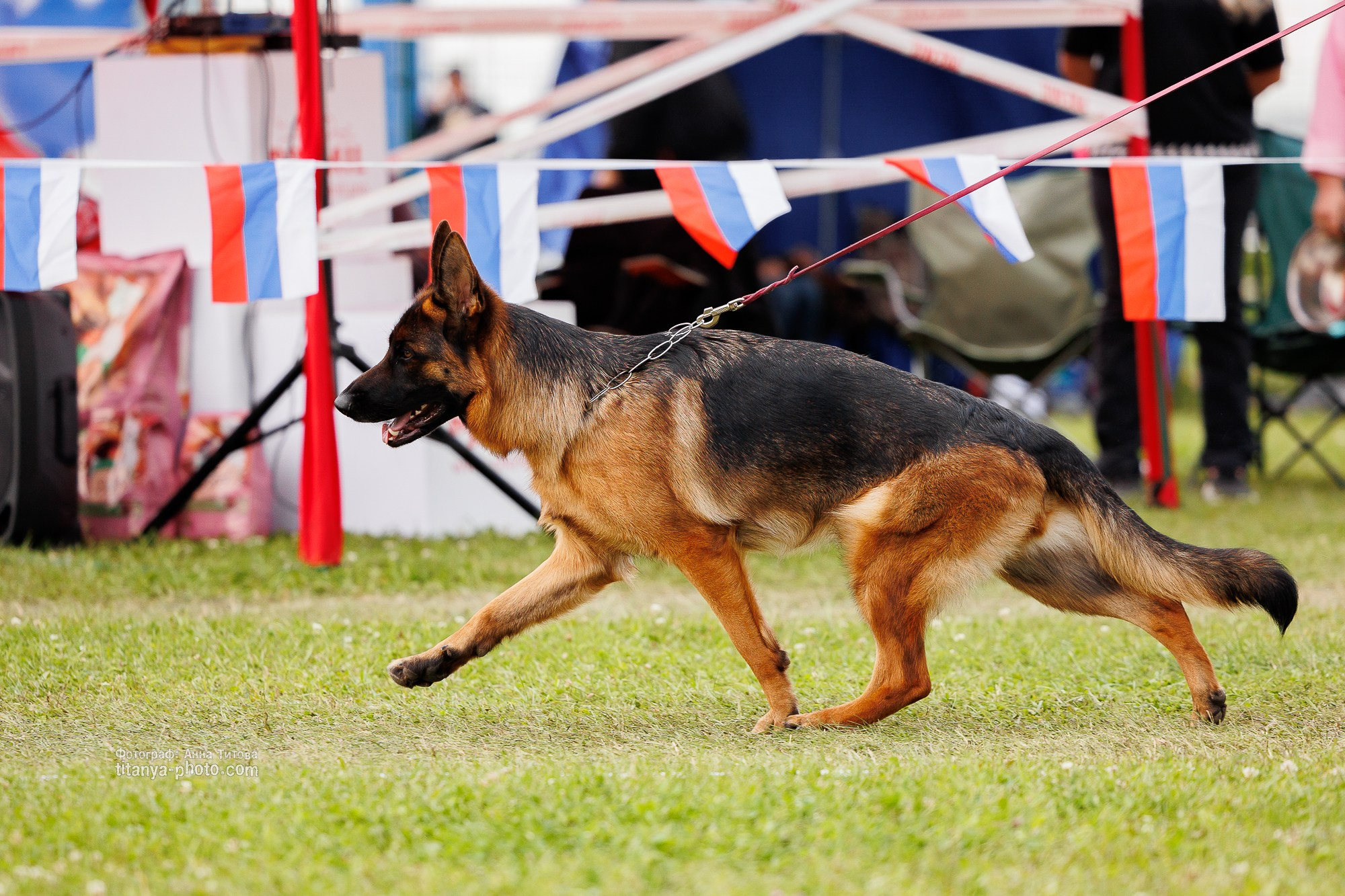 Немецкие овчарки: фото из рингов и вне ринга, мутпроба (фотографии с выставок). Фотограф собак, фотограф-анималист Аня Титова (Titanya). Москва