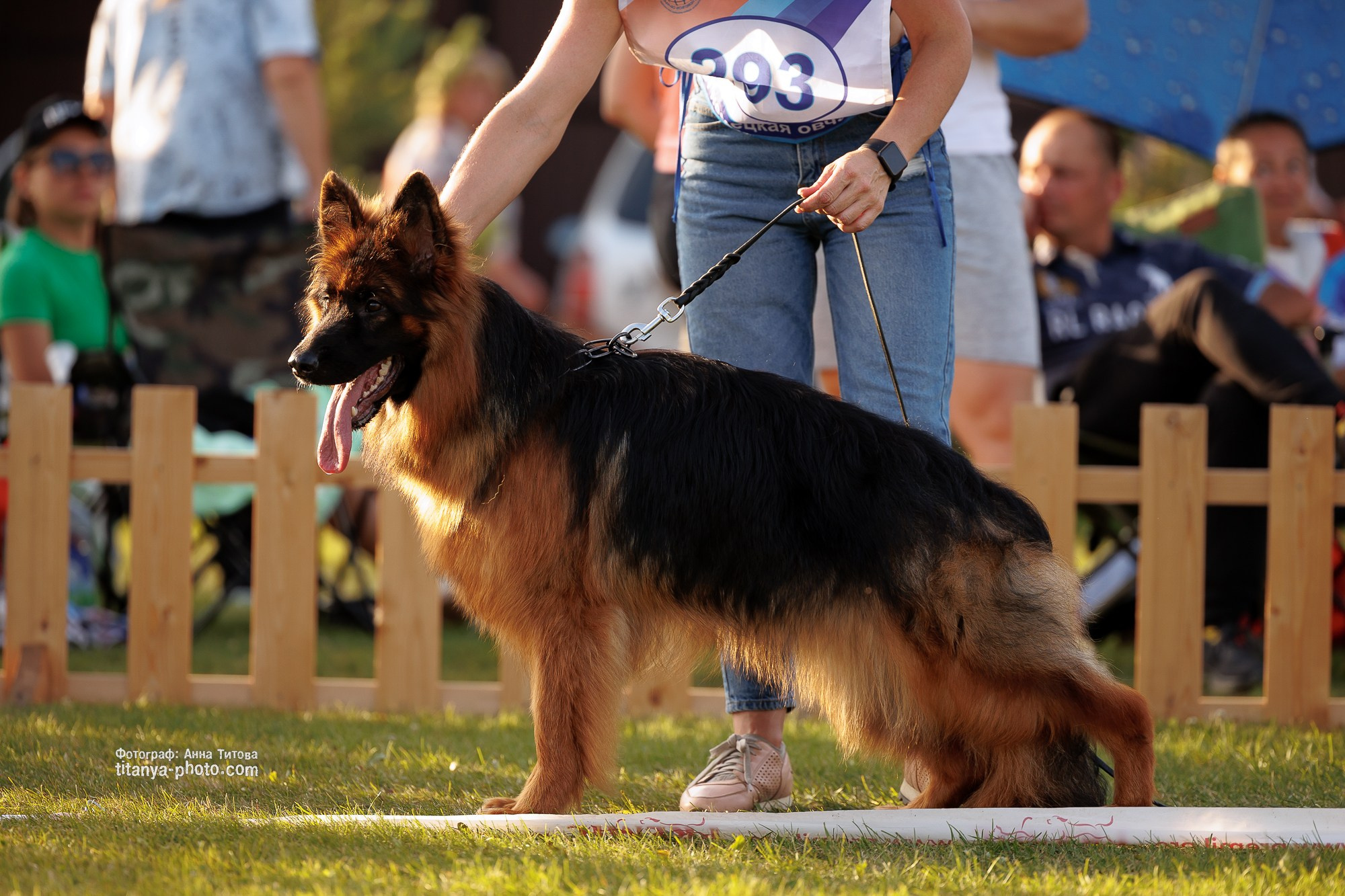Немецкие овчарки: фото из рингов и вне ринга, мутпроба (фотографии с выставок). Фотограф собак, фотограф-анималист Аня Титова (Titanya). Москва