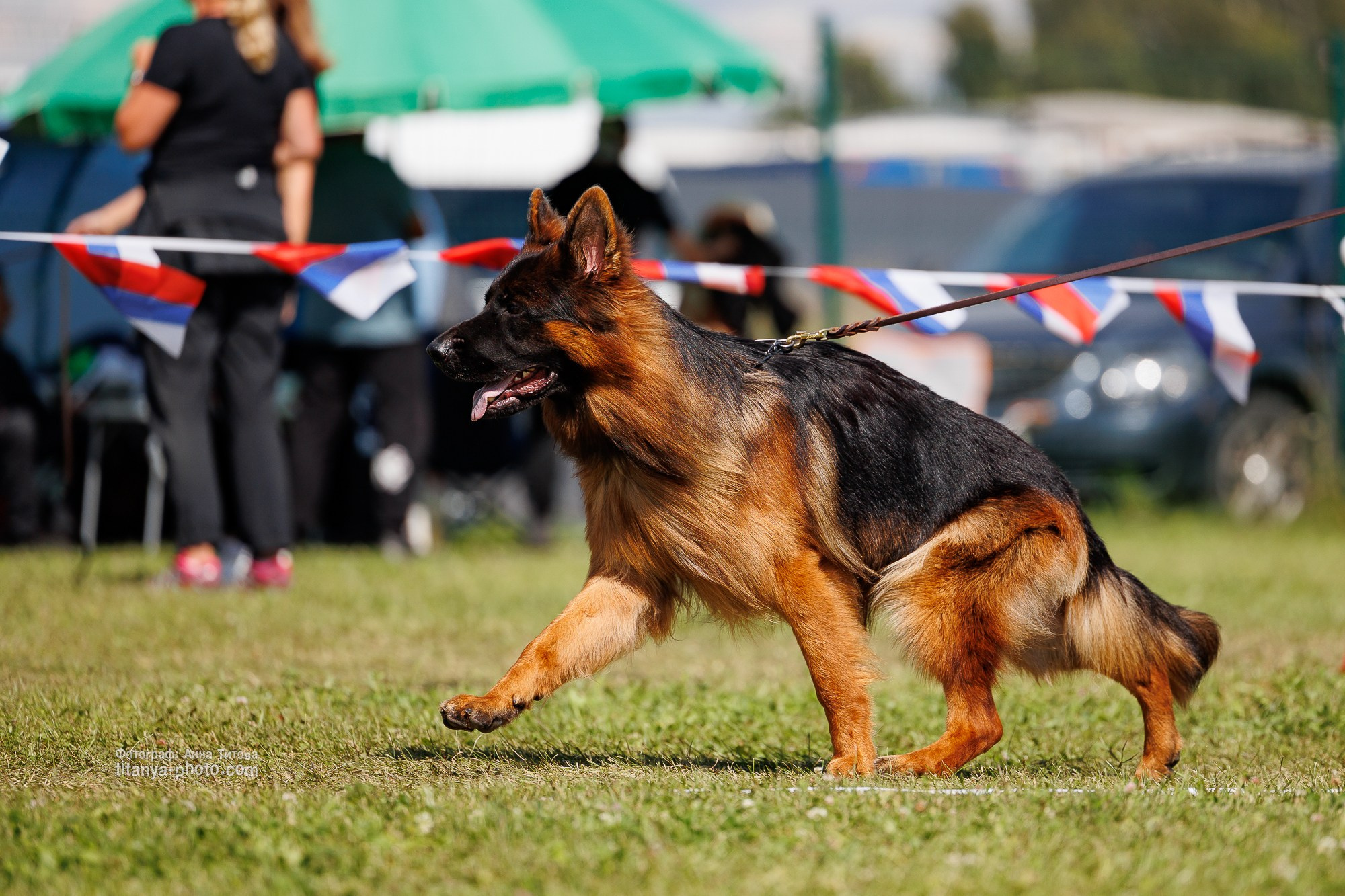 Немецкие овчарки: фото из рингов и вне ринга, мутпроба (фотографии с выставок). Фотограф собак, фотограф-анималист Аня Титова (Titanya). Москва