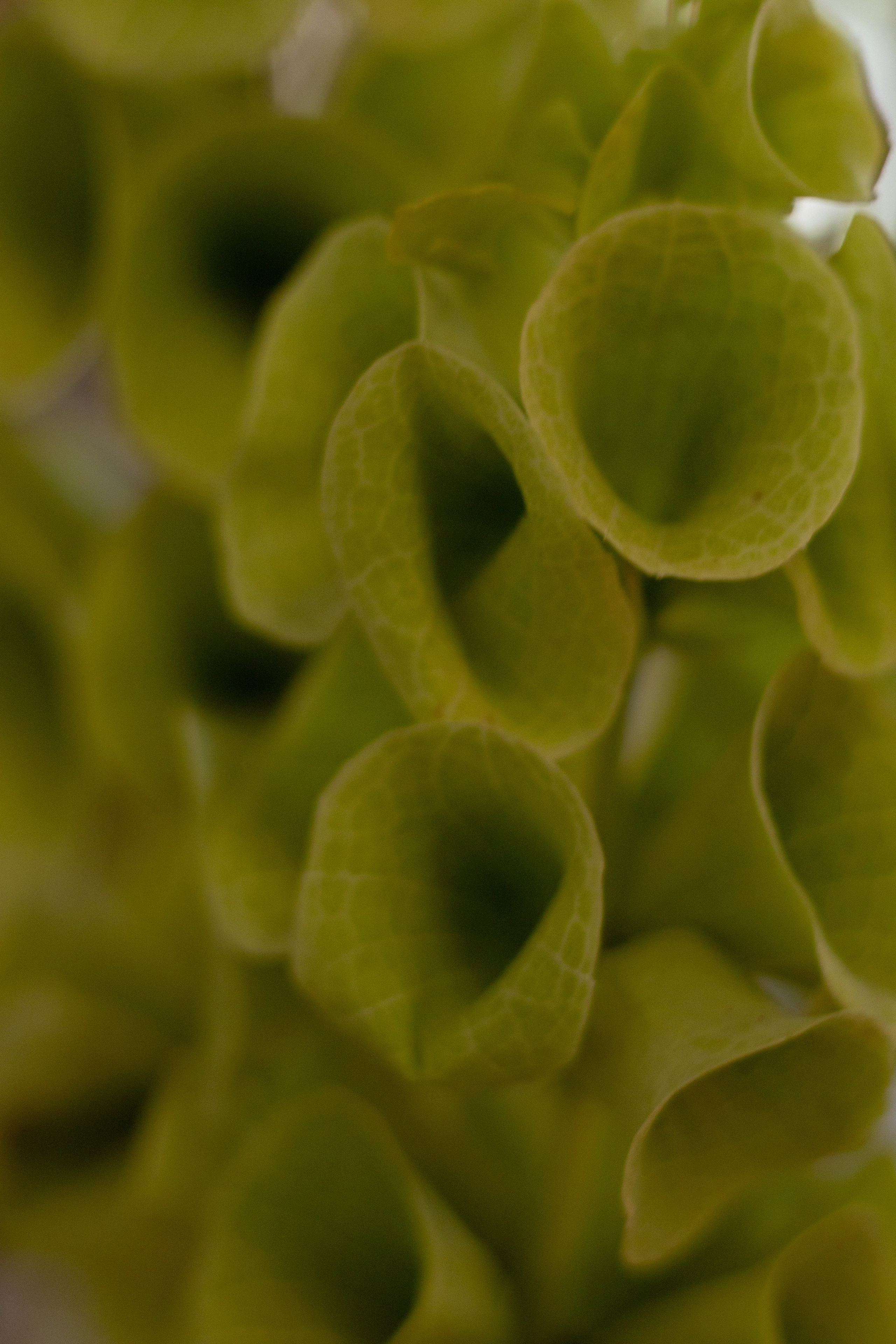 Никита & Катя. Оформление свадеб, декор свадеб Вера Маркова, Москва