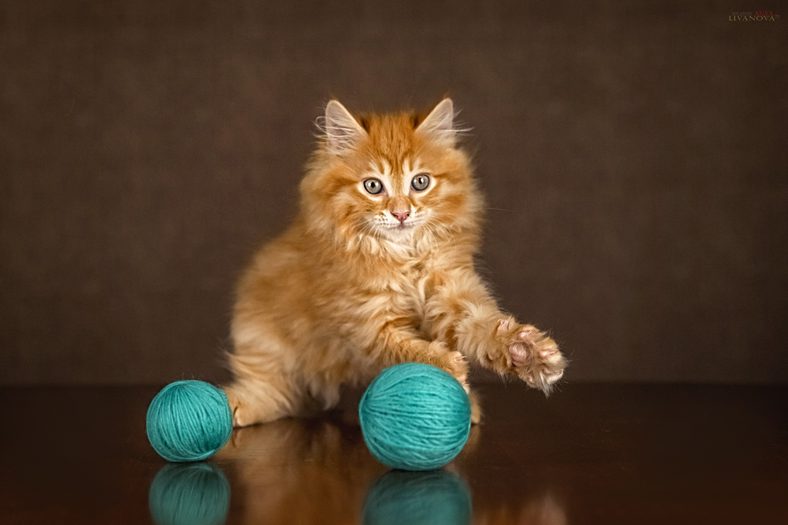 Бобтейлы. Фотограф анималист Аня Ливанова | Рыбинск