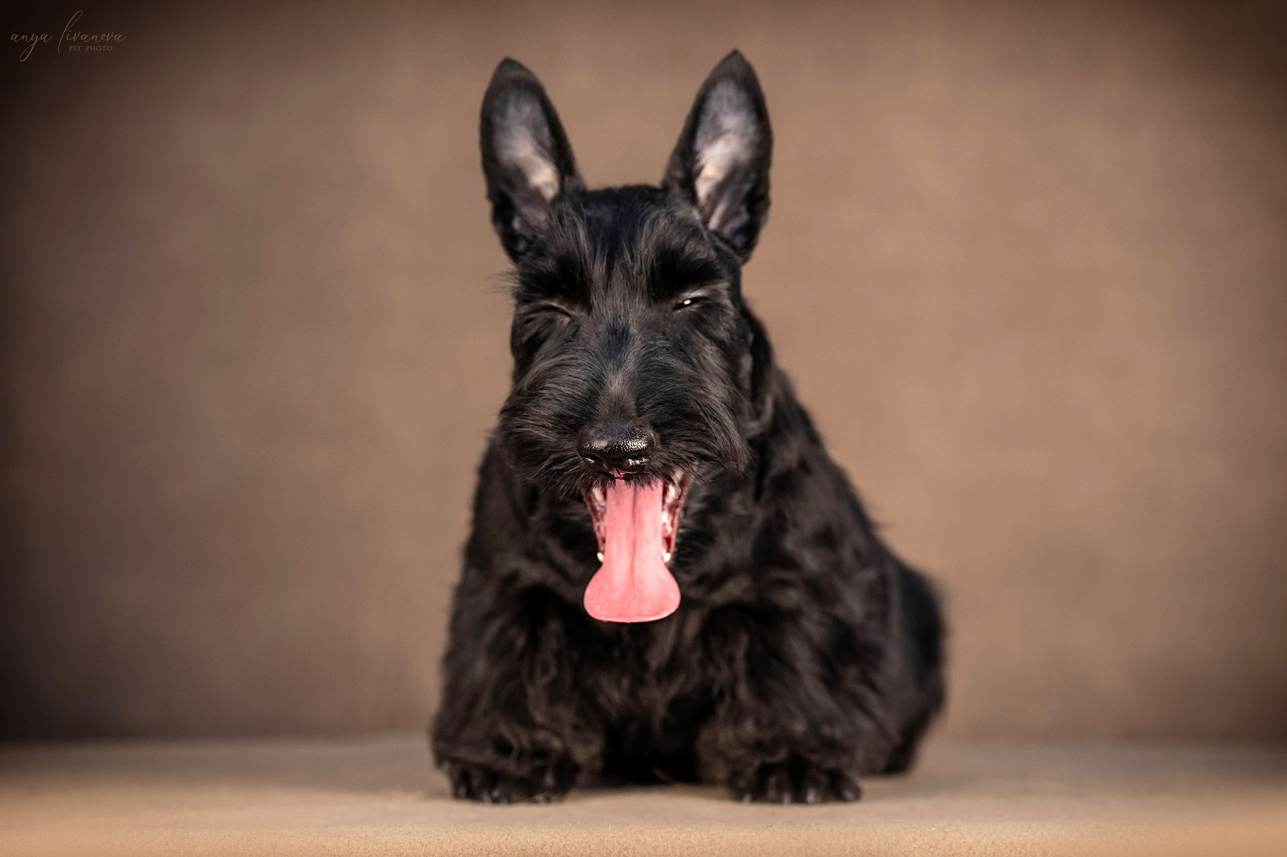 Скотчики. Фотограф анималист Аня Ливанова | Рыбинск