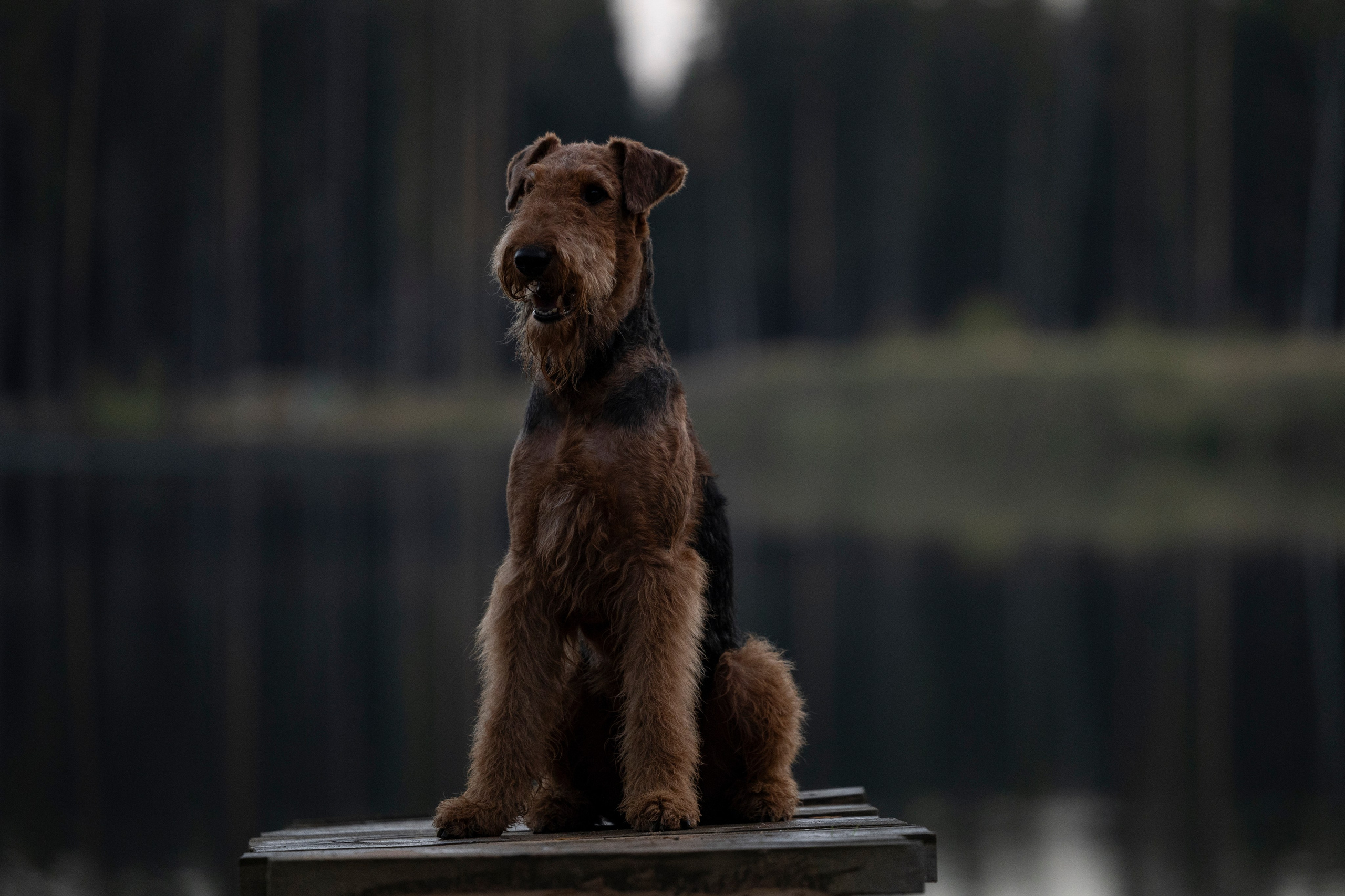Харди. Фотограф-анималист Анна Маринич