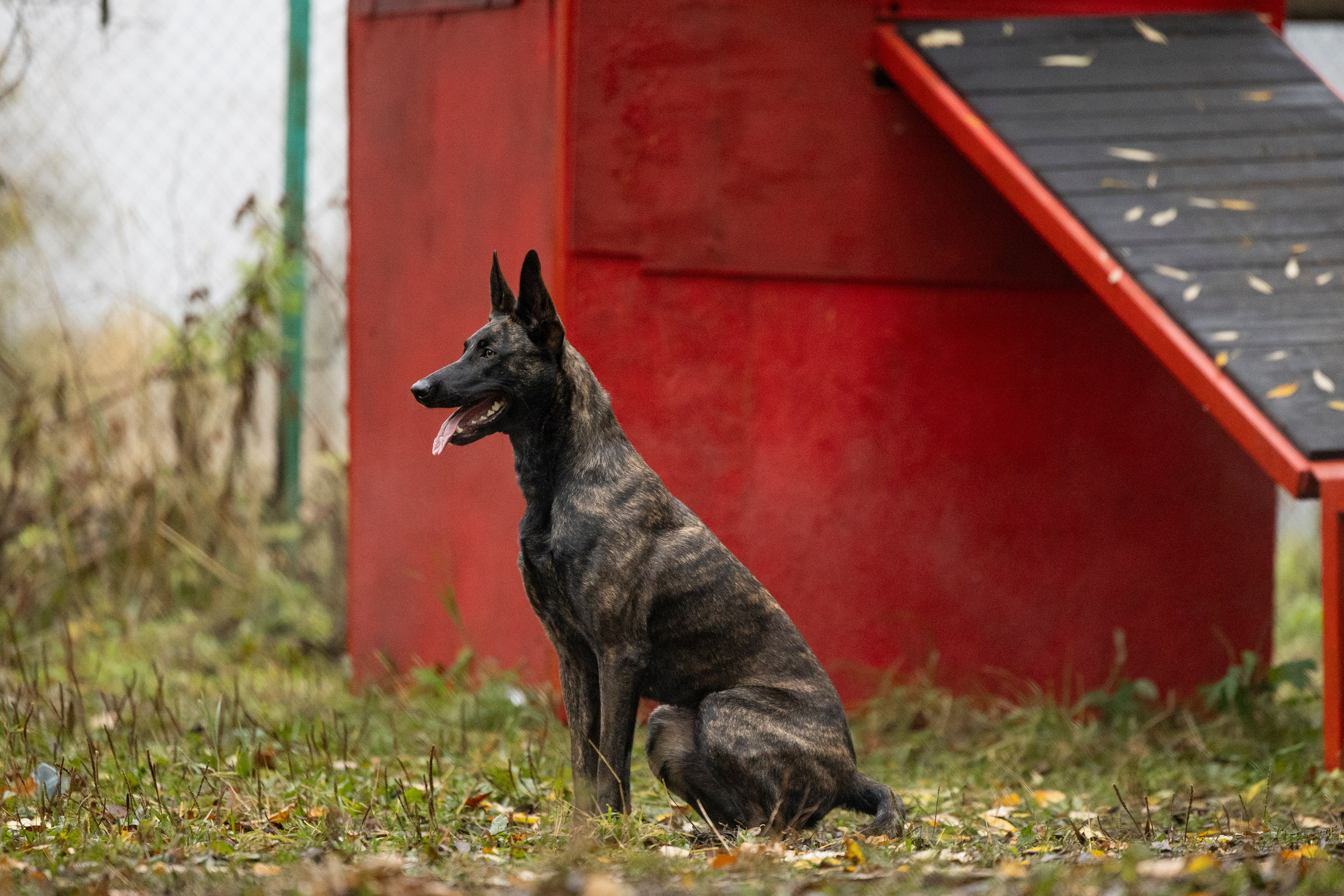 Соревнования по Мондьорингу г. Вологда. Фотограф-анималист Анна Маринич