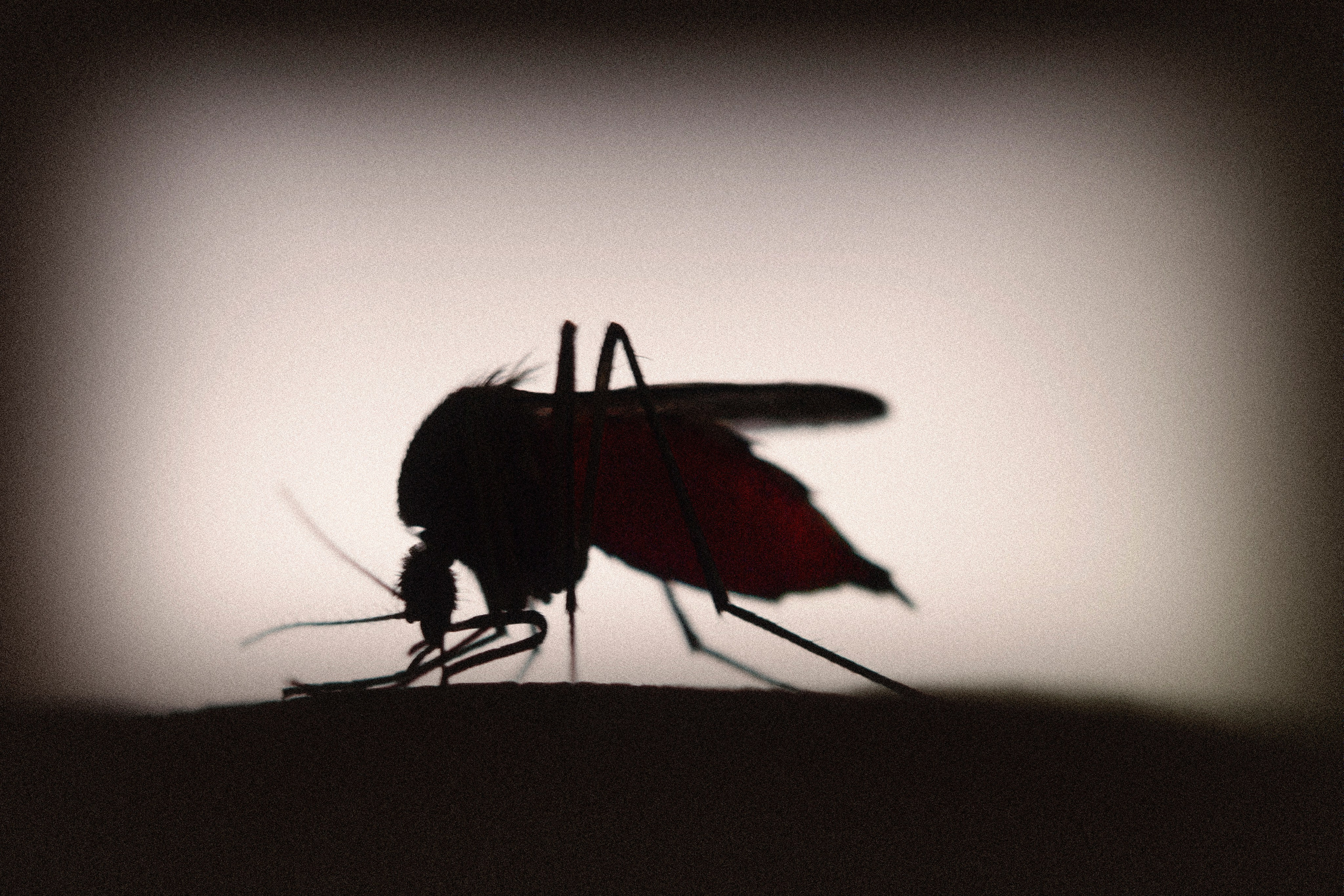 Макро. Фотограф Лагутин Анатолий